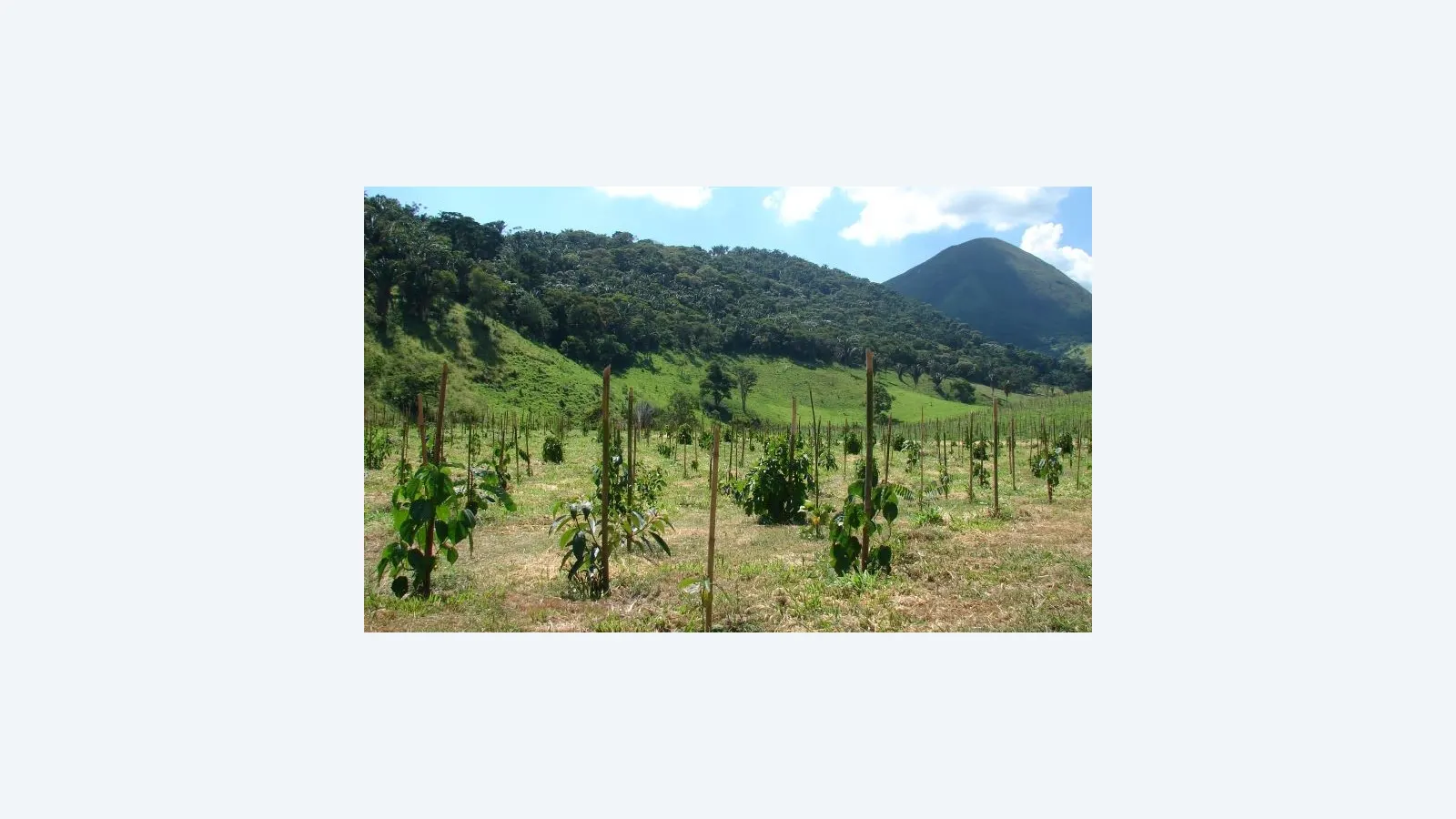 Dez Regras para Restauração de Ecossistemas: Novo Guia Científico