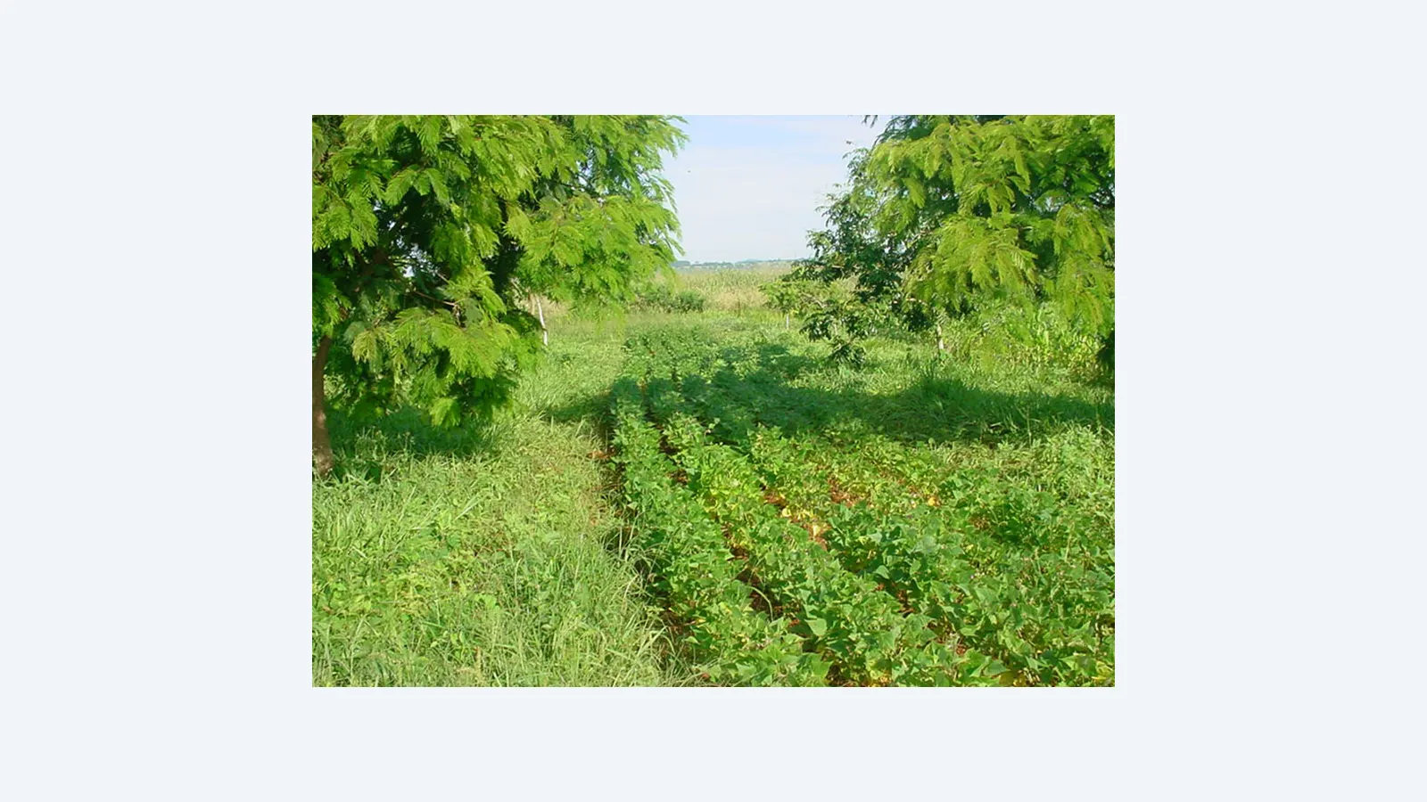 Sistema agroflorestal dobra carbono no solo e mantém produção de feijão no Cerrado
