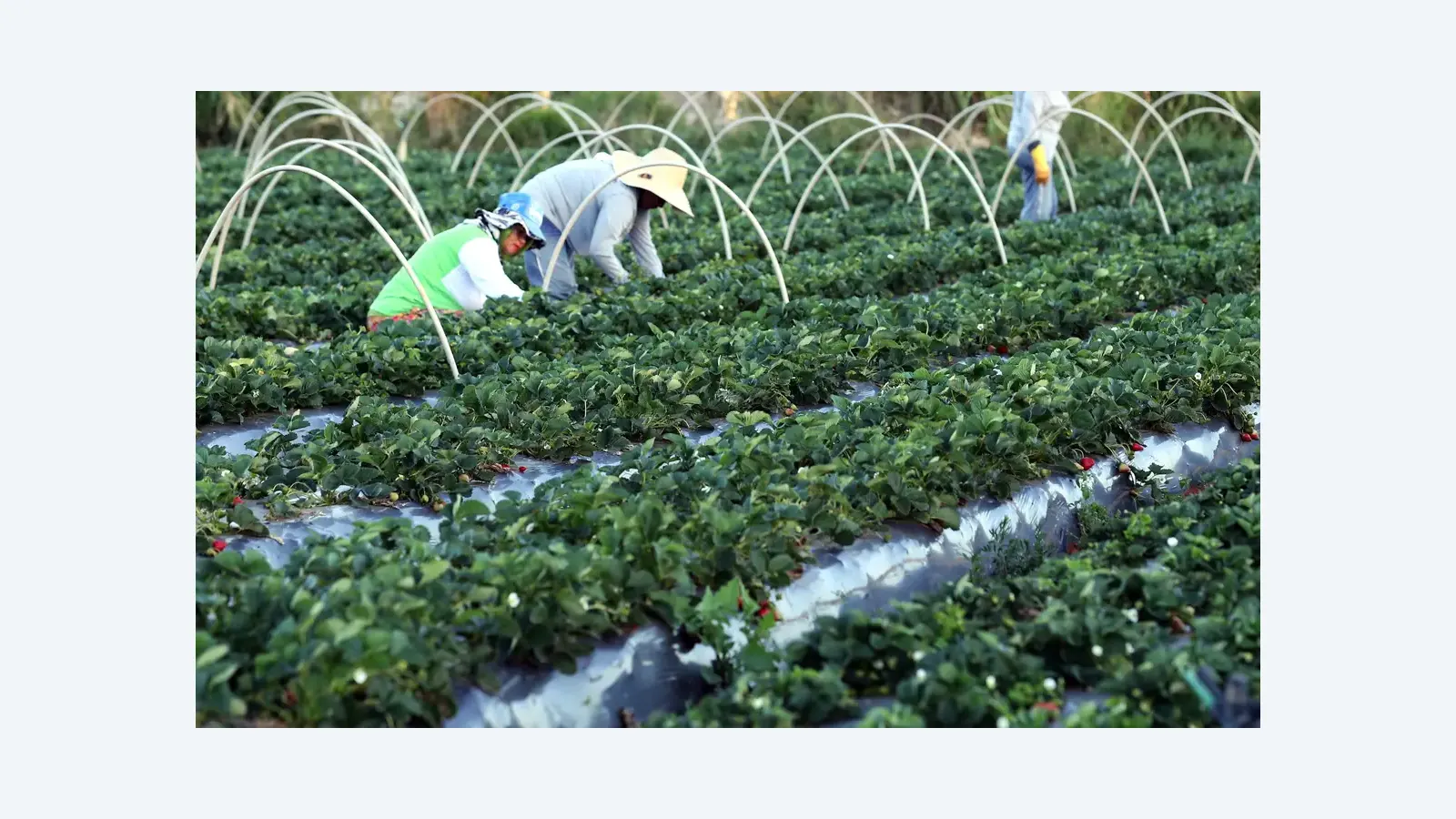 Novo programa destaca a importância da agricultura familiar no Brasil