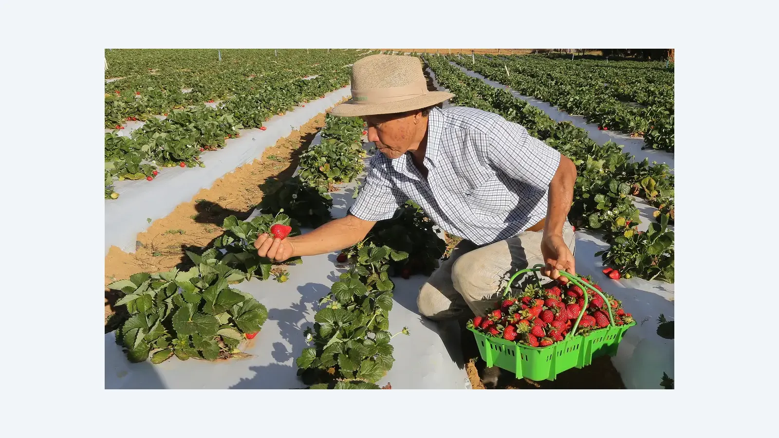 Governo libera pagamento do Garantia-Safra para agricultores familiares