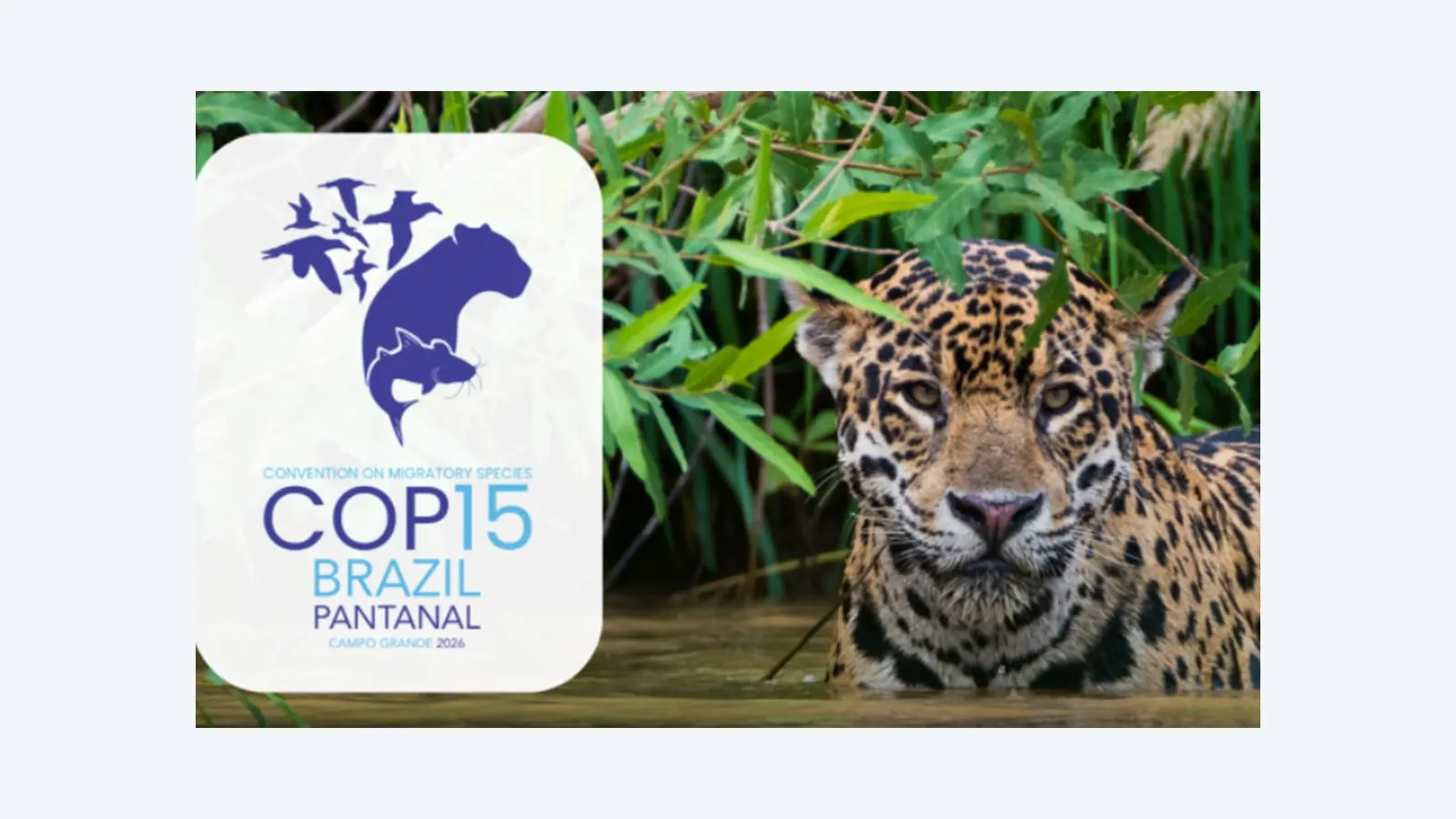 COP15 em Campo Grande destaca crise das espécies migratórias