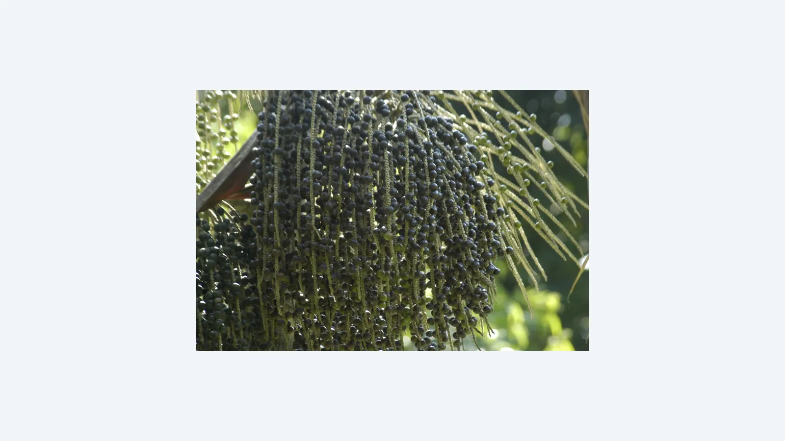 FAPESP e Fapeam financiam inovação em bioeconomia amazônica