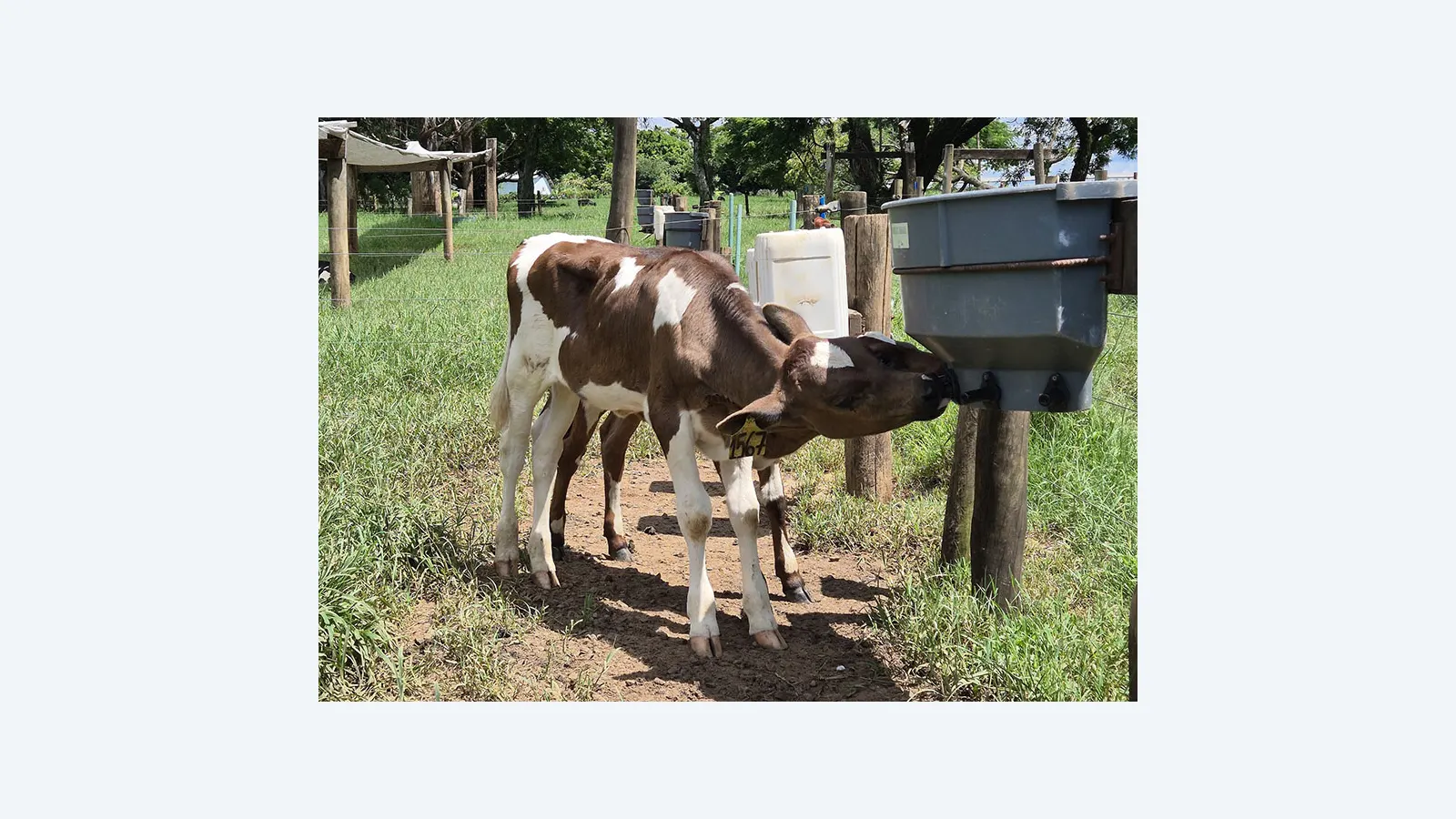 Bebedouros com bico reduzem mamada cruzada em bezerros Jersolanda