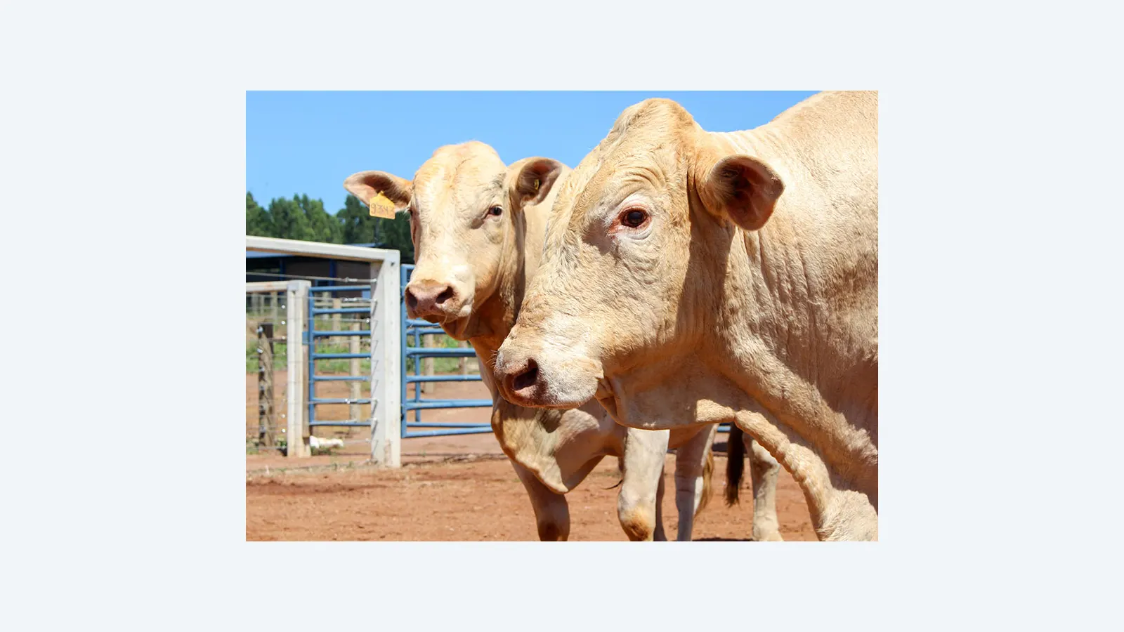 Selo Canchim on Dairy impulsiona cruzamento para carne e leite de qualidade