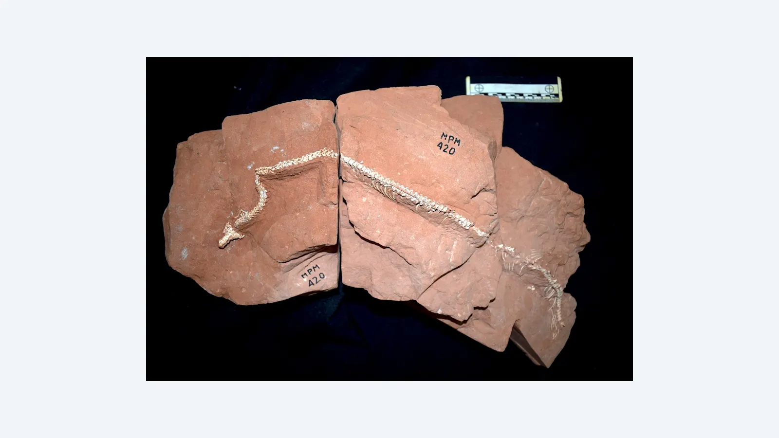 Fóssil de cobra revela novas pistas sobre evolução das serpentes