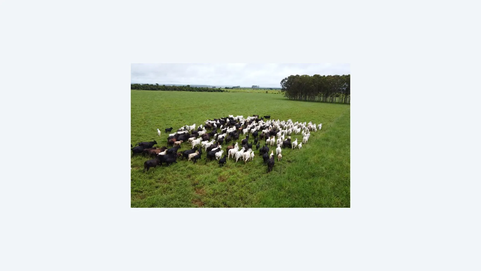 Iagro alerta sobre risco de hipotermia em rebanhos com frente fria