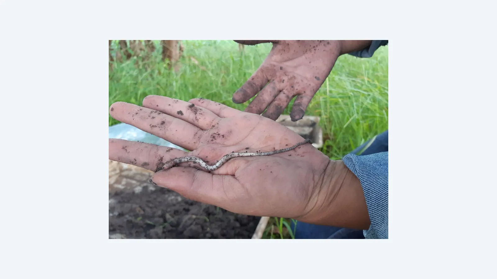 Dupla descoberta de minhocas revela biodiversidade em sistemas agrícolas no Brasil