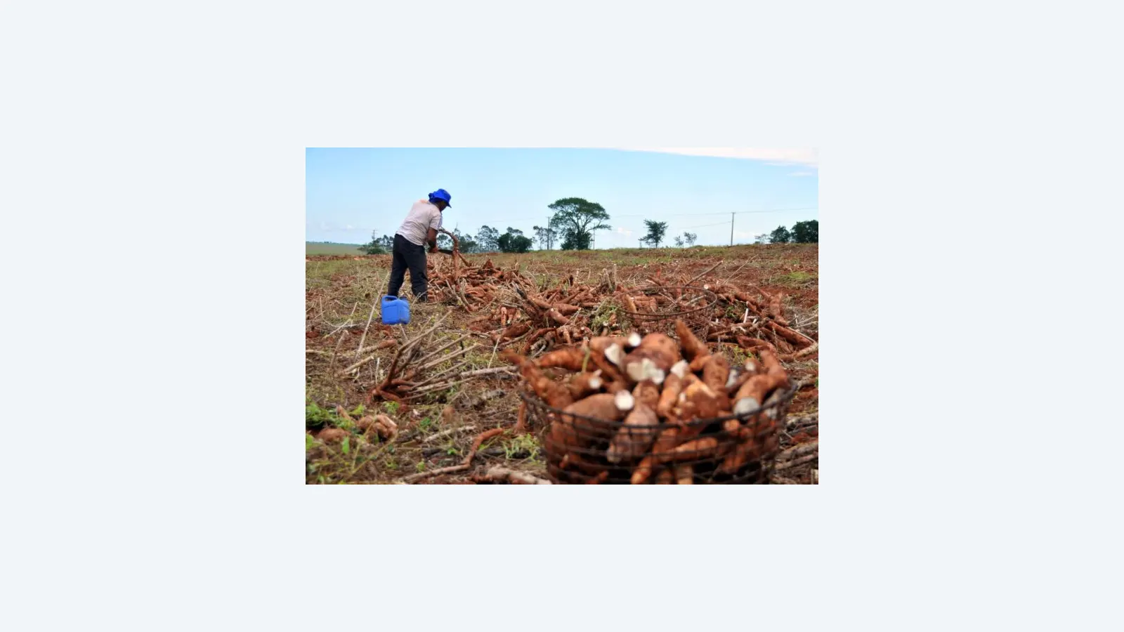 Lavouras de mandioca acima de meio hectare devem ser cadastradas no MS Agrodata