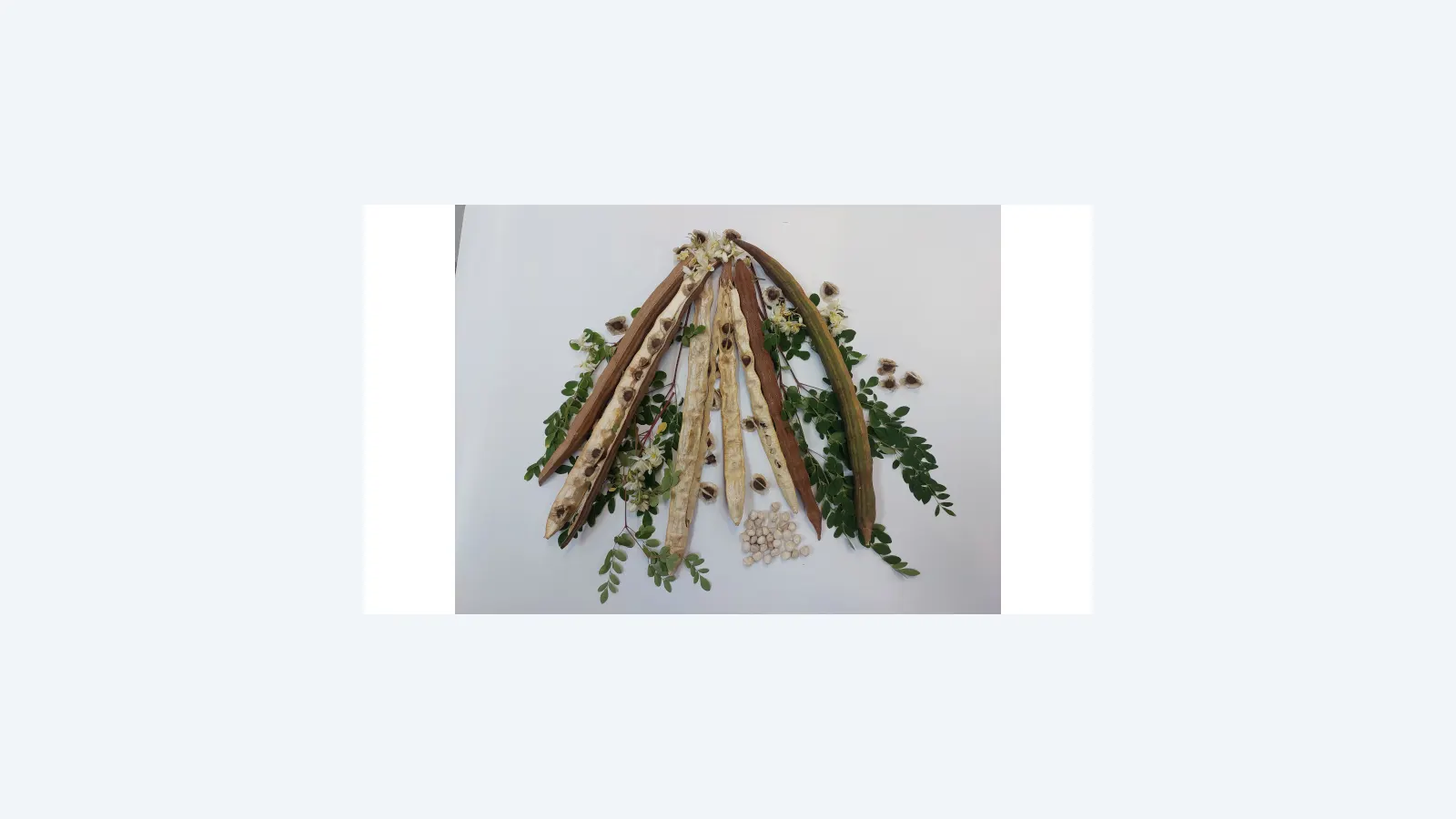 Semente de moringa pode eliminar microplásticos da água potável