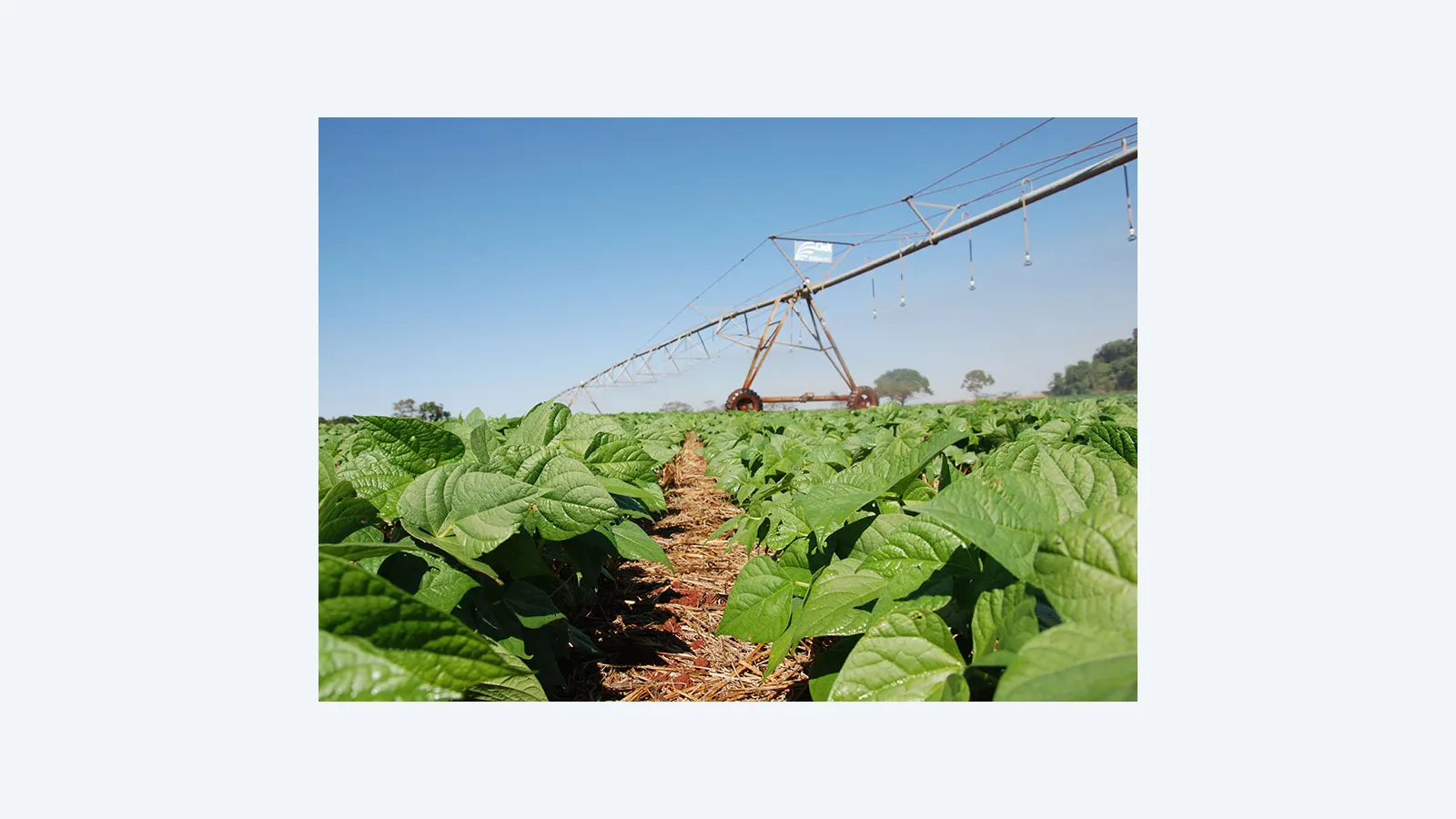Inoculante BiomaPhos eleva produtividade do feijão no Cerrado em 17%
