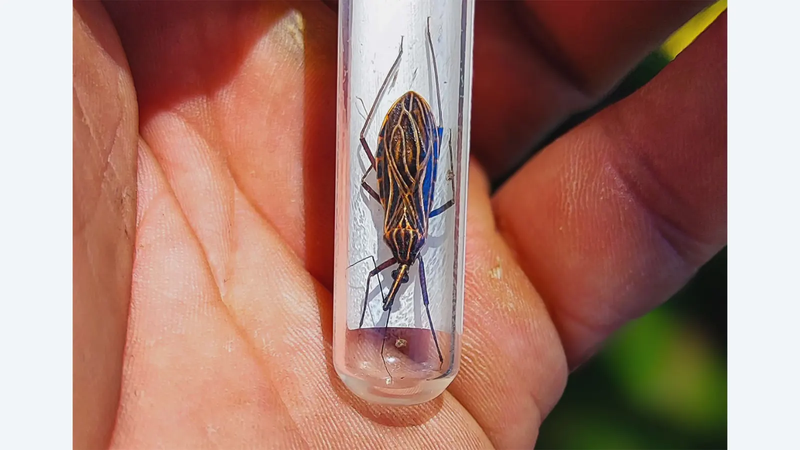 Desmatamento na Amazônia Aumenta Risco de Doenças como Chagas e Leishmaniose