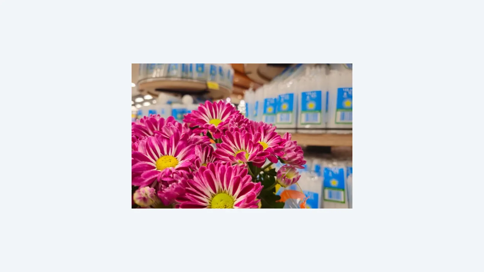 Pesquisa do Procon-MS aponta variação de até 202,01% em flores para Finados