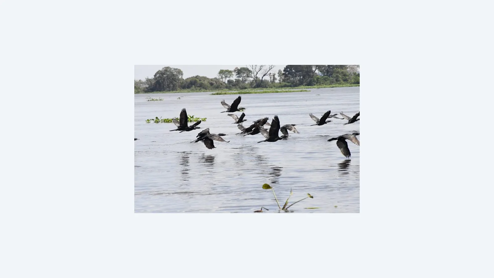 Pantanal: refúgio vital para 190 espécies de aves migratórias no Brasil
