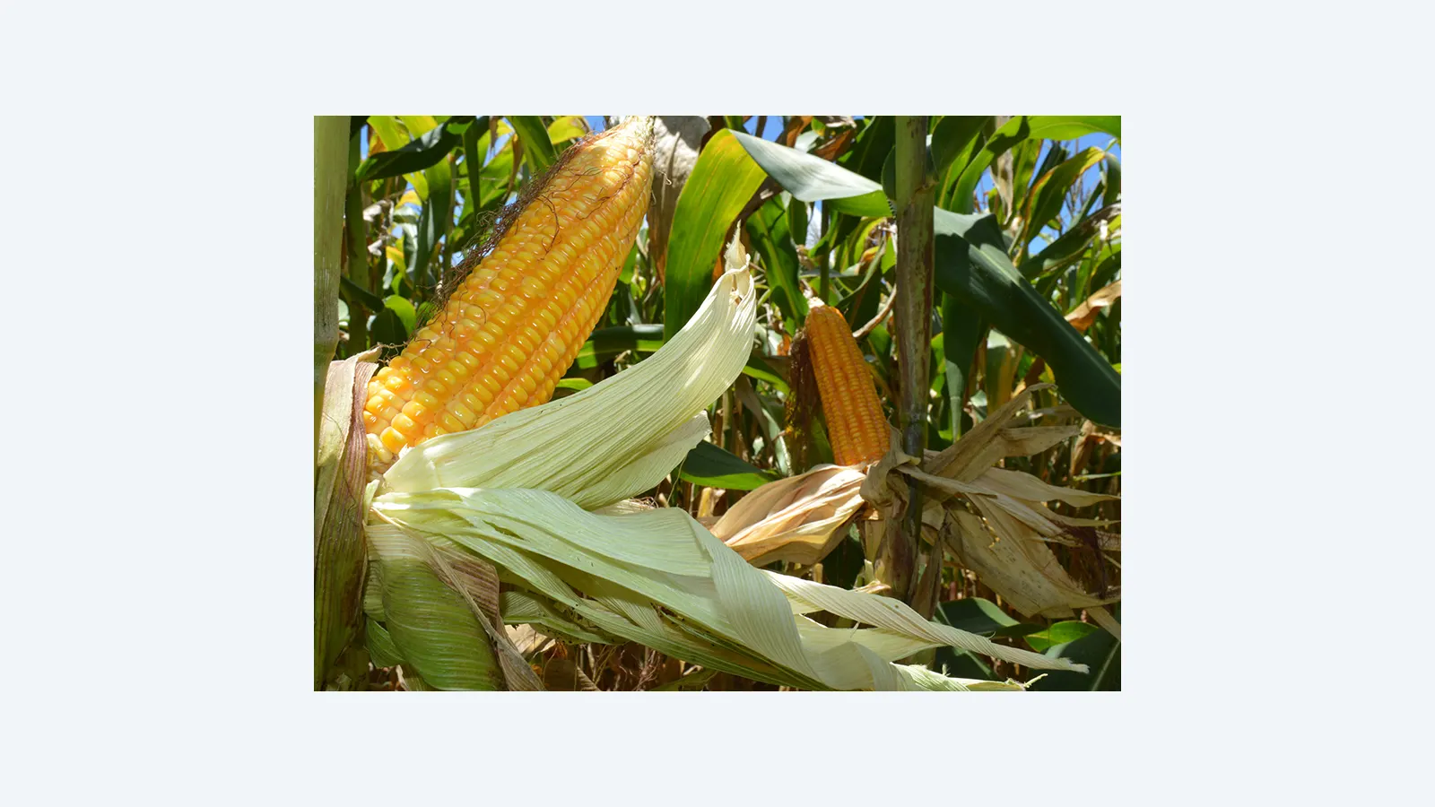 Embrapa lança selos para milho e sorgo com baixa emissão de carbono