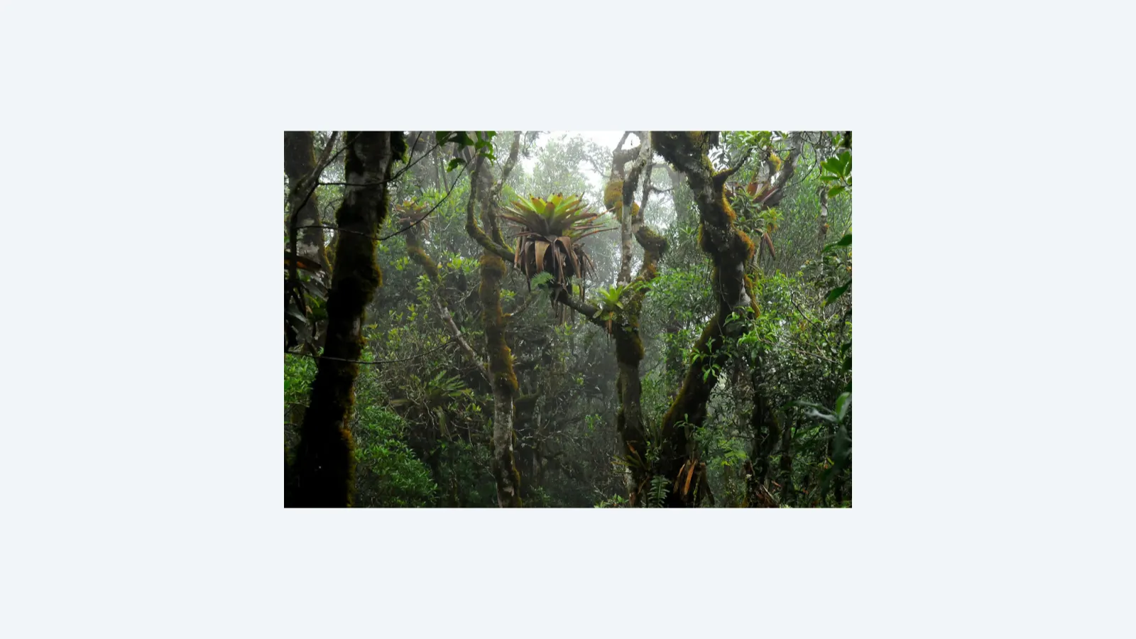 Bromélias impulsionam diversidade vegetal ao enriquecer o solo na floresta