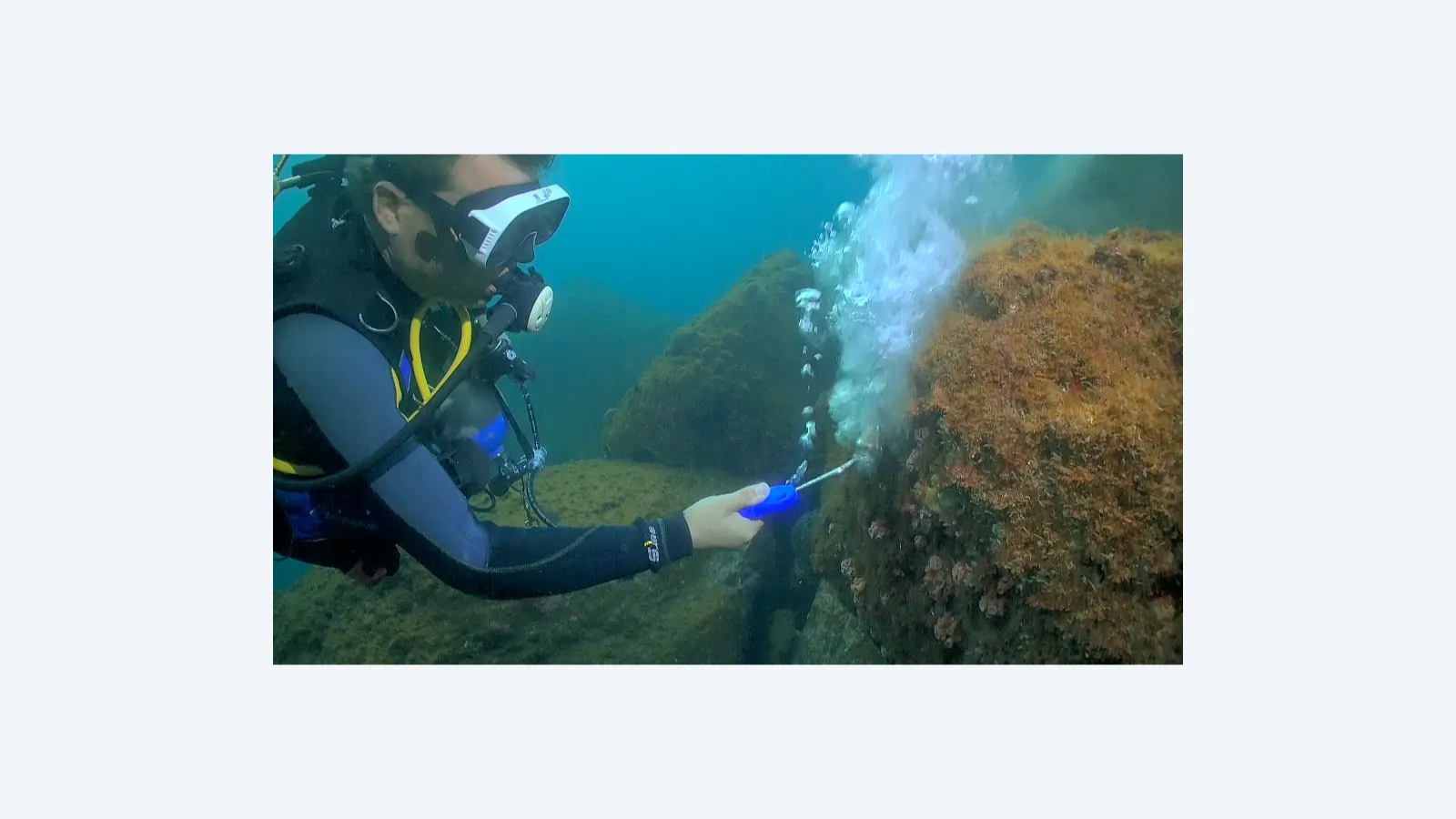 Novo método eficiente elimina coral-sol invasor em São Paulo
