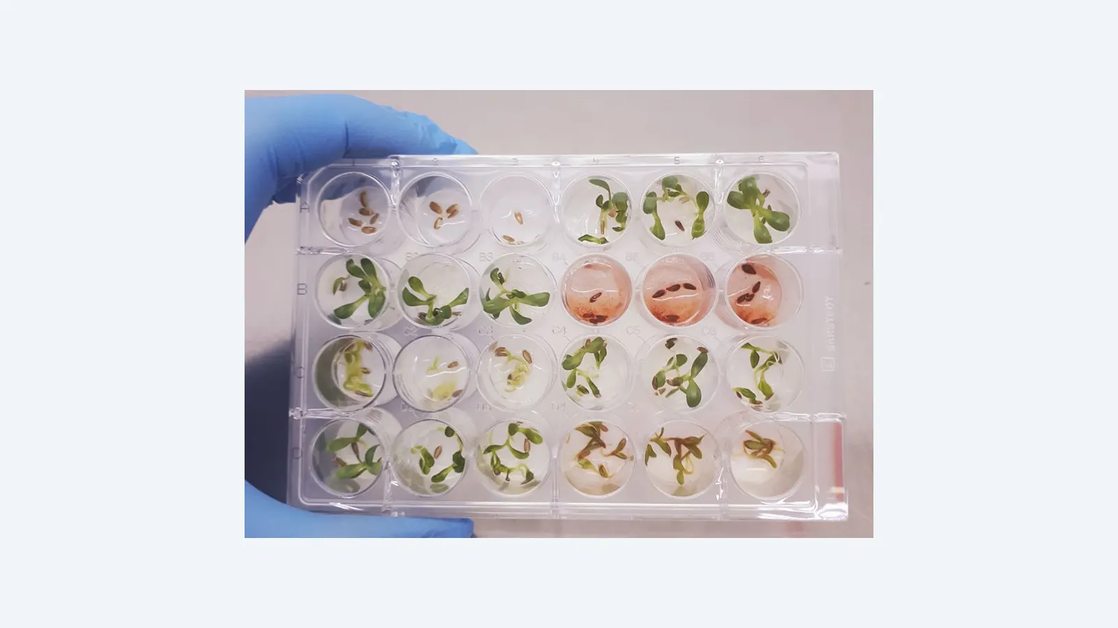 Fungo brasileiro produz composto que supera herbicidas sintéticos