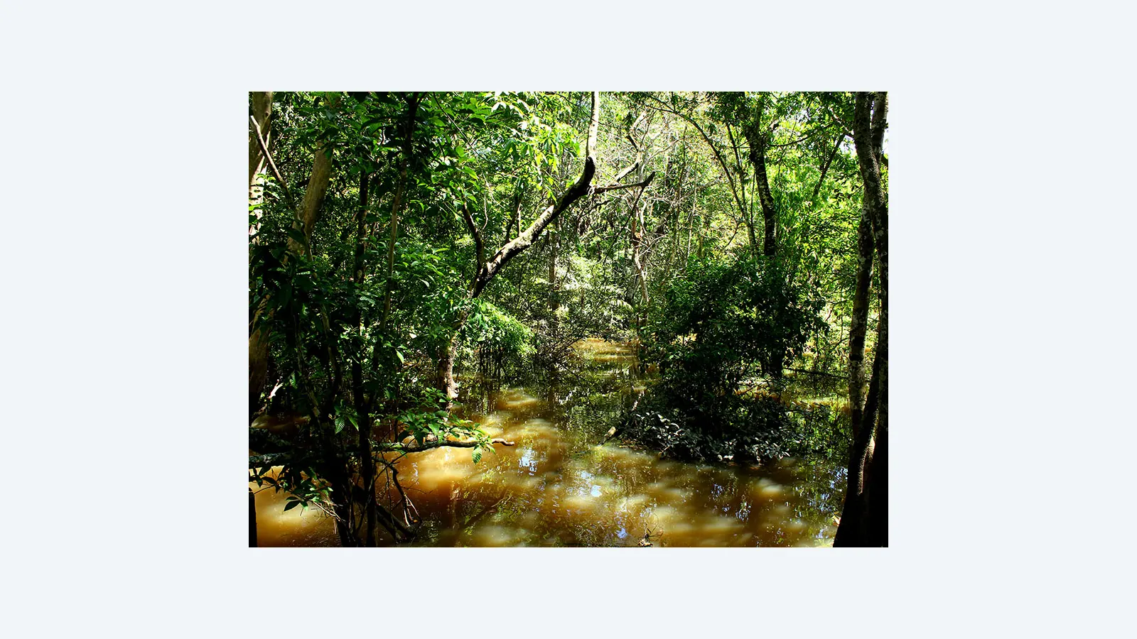 Nova espécie de fungo amazônico promete avanços na agricultura e medicina