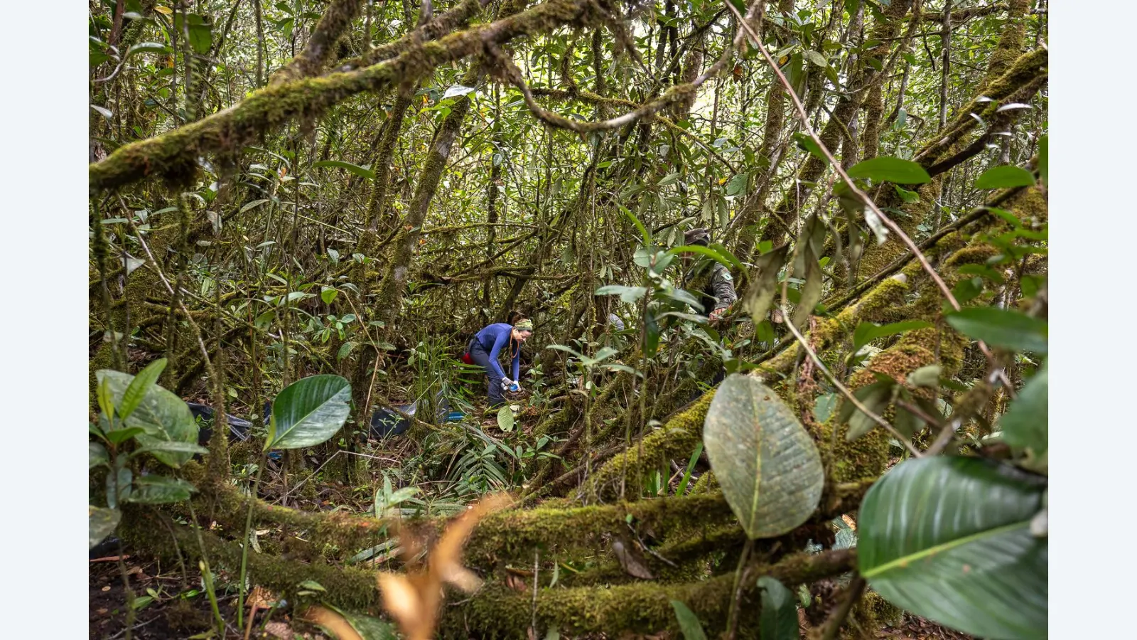 Expedição Científica Revela Biodiversidade no Alto da Amazônia