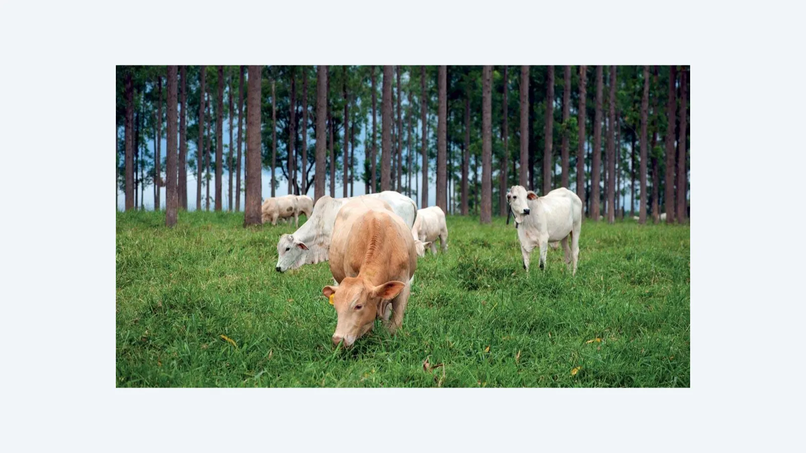 Aumento de Pesquisas sobre Produção Animal e Clima: Desafios e Soluções