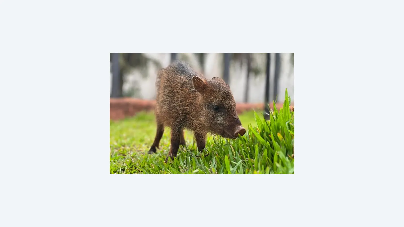 Flora, cateto resgatado, ganha novo lar no Bioparque Pantanal