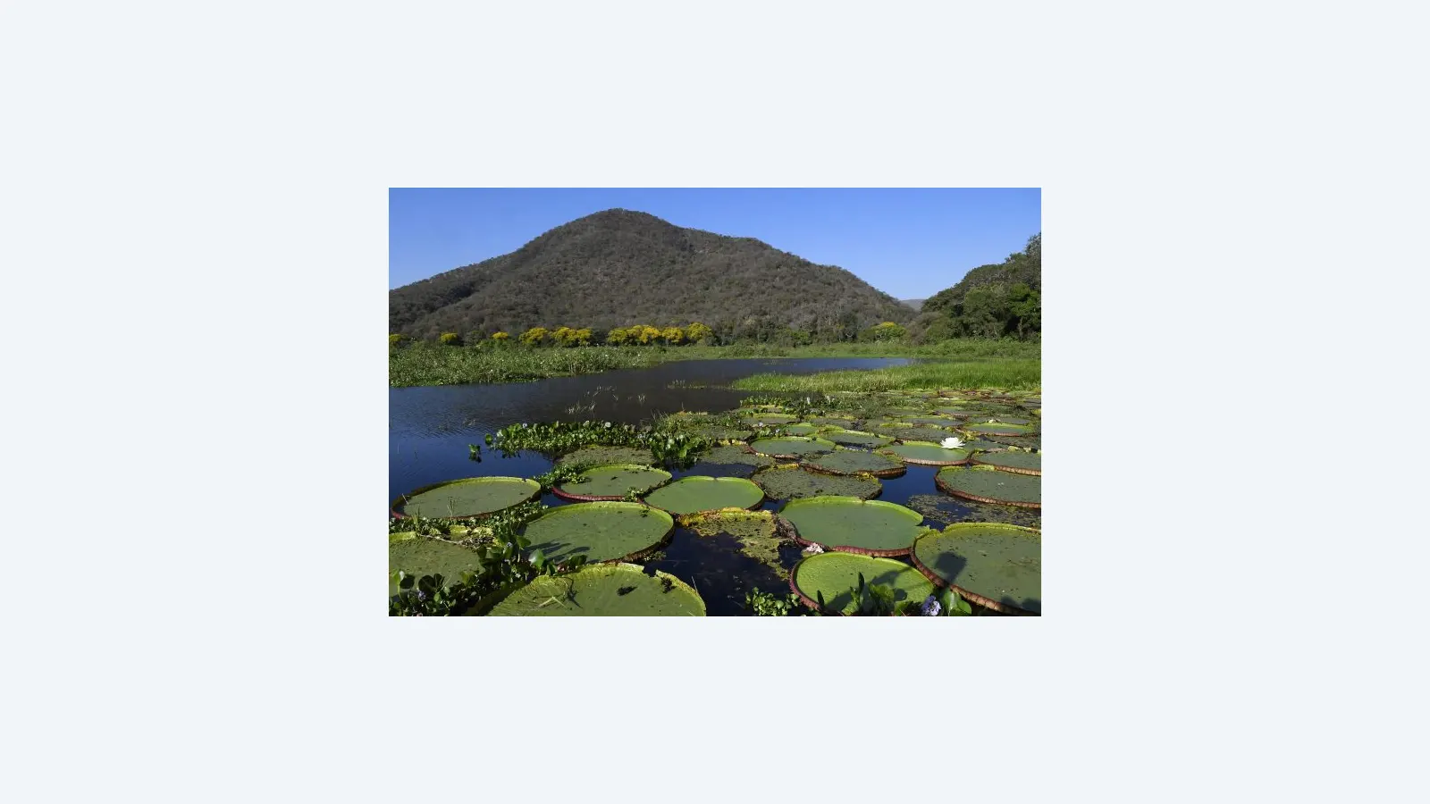 Mato Grosso do Sul lidera governança climática com metas ambiciosas