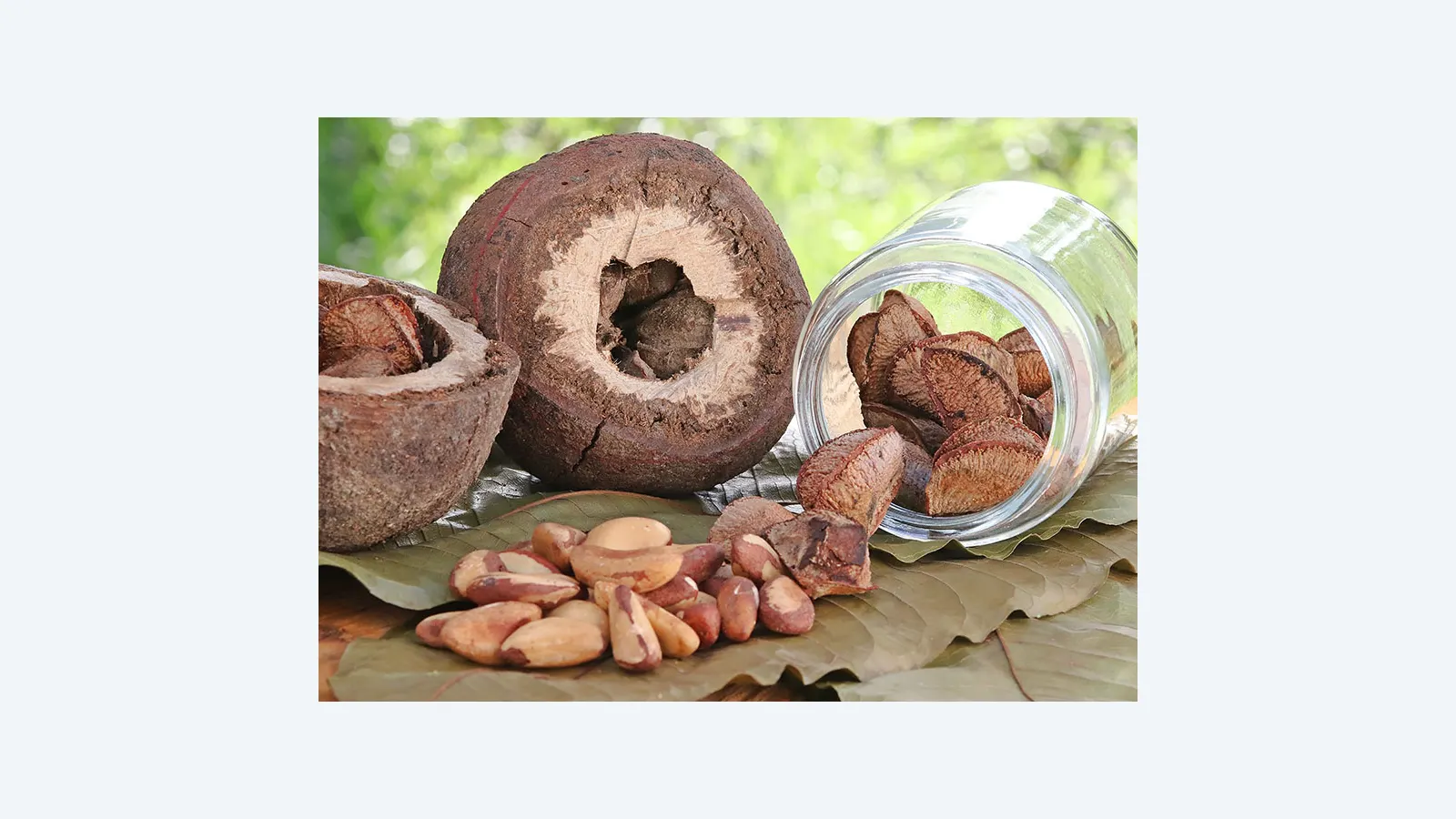 Castanha-do-Brasil vira base para hambúrguer e quibe vegetais