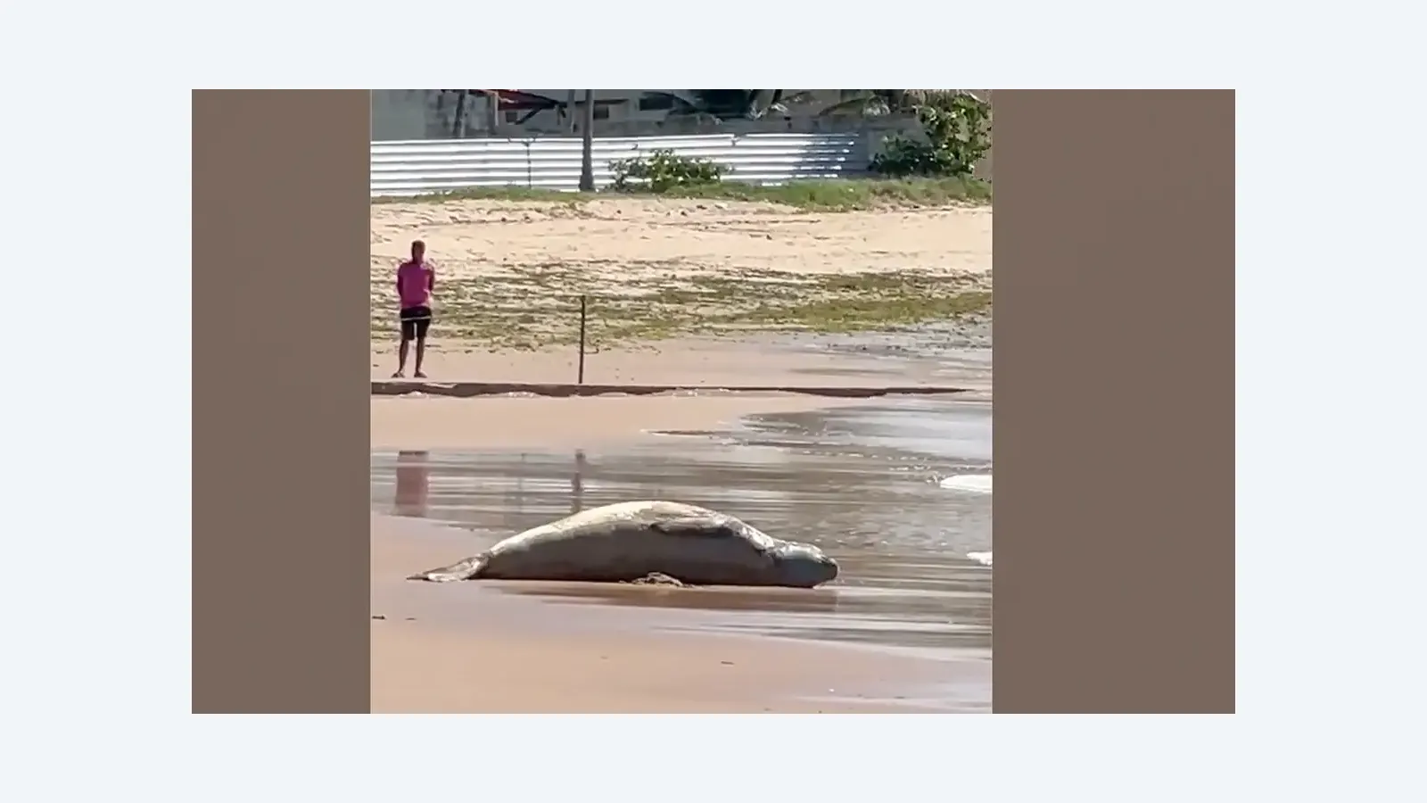 Elefante-marinho Leôncio é encontrado morto em Alagoas após desaparecimento