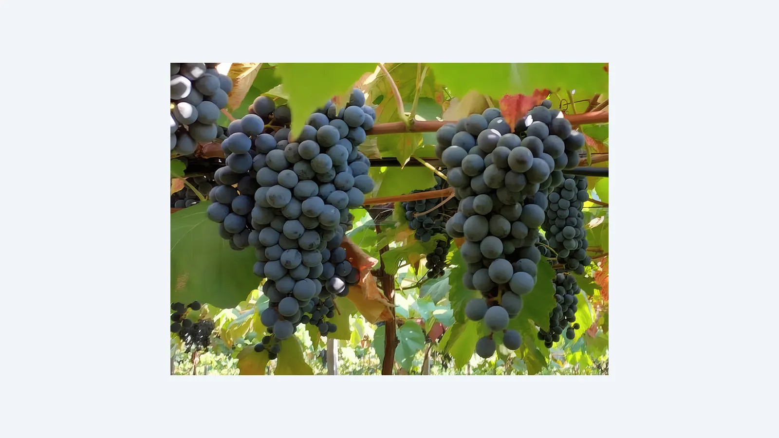 Embrapa lança uvas BRS Lis e BRS Antonella para sucos e vinhos