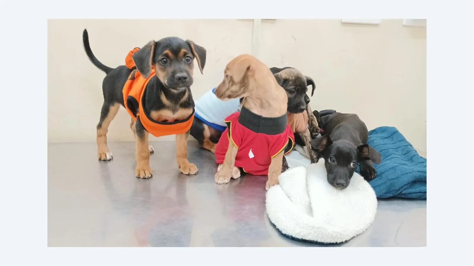 Consultório Móvel da Subea oferece atendimento veterinário gratuito na Vila Serradinho