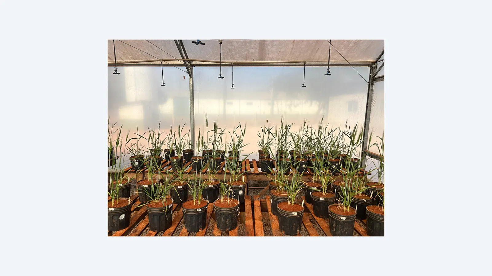 Bioestimulantes de algas marinhas aumentam rendimento da canola e trigo