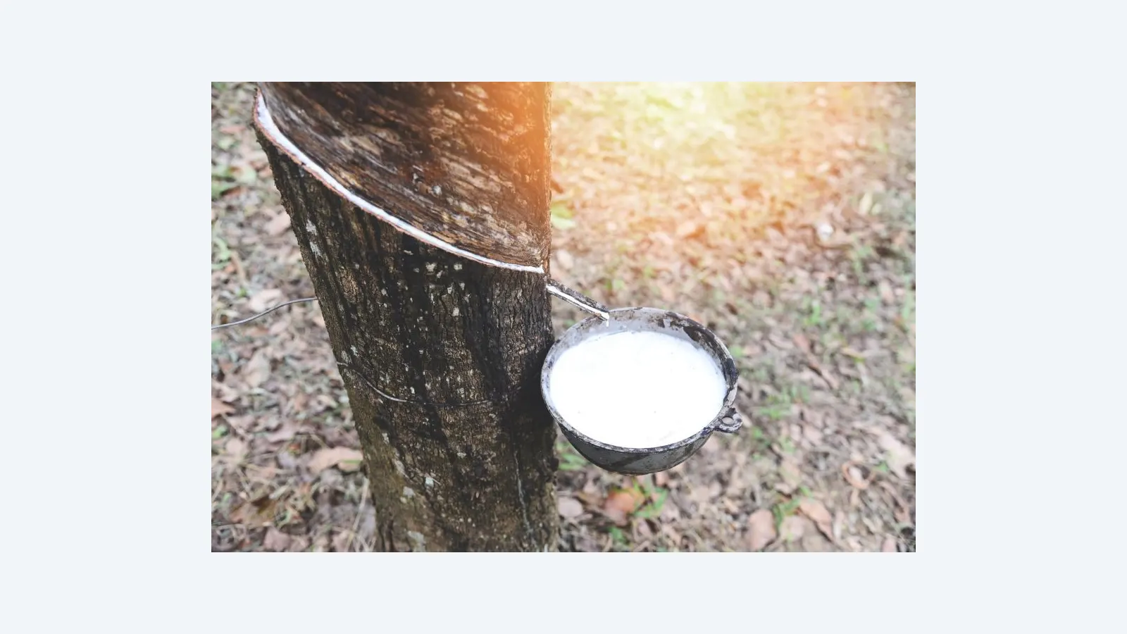 Estudo revela erro crítico na produção de látex em seringueiras clonadas