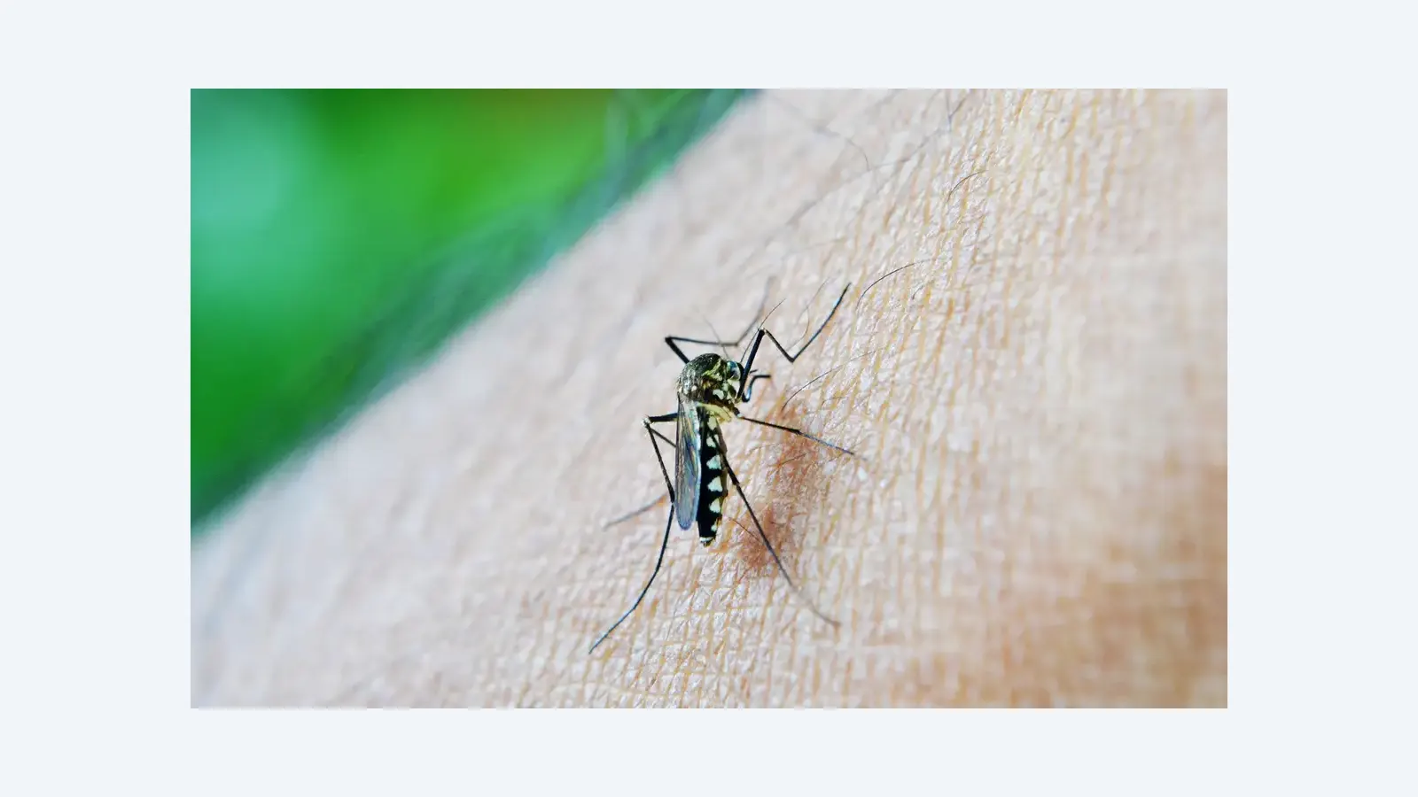 OMS alerta aumento da dengue ligado às mudanças climáticas em 2024