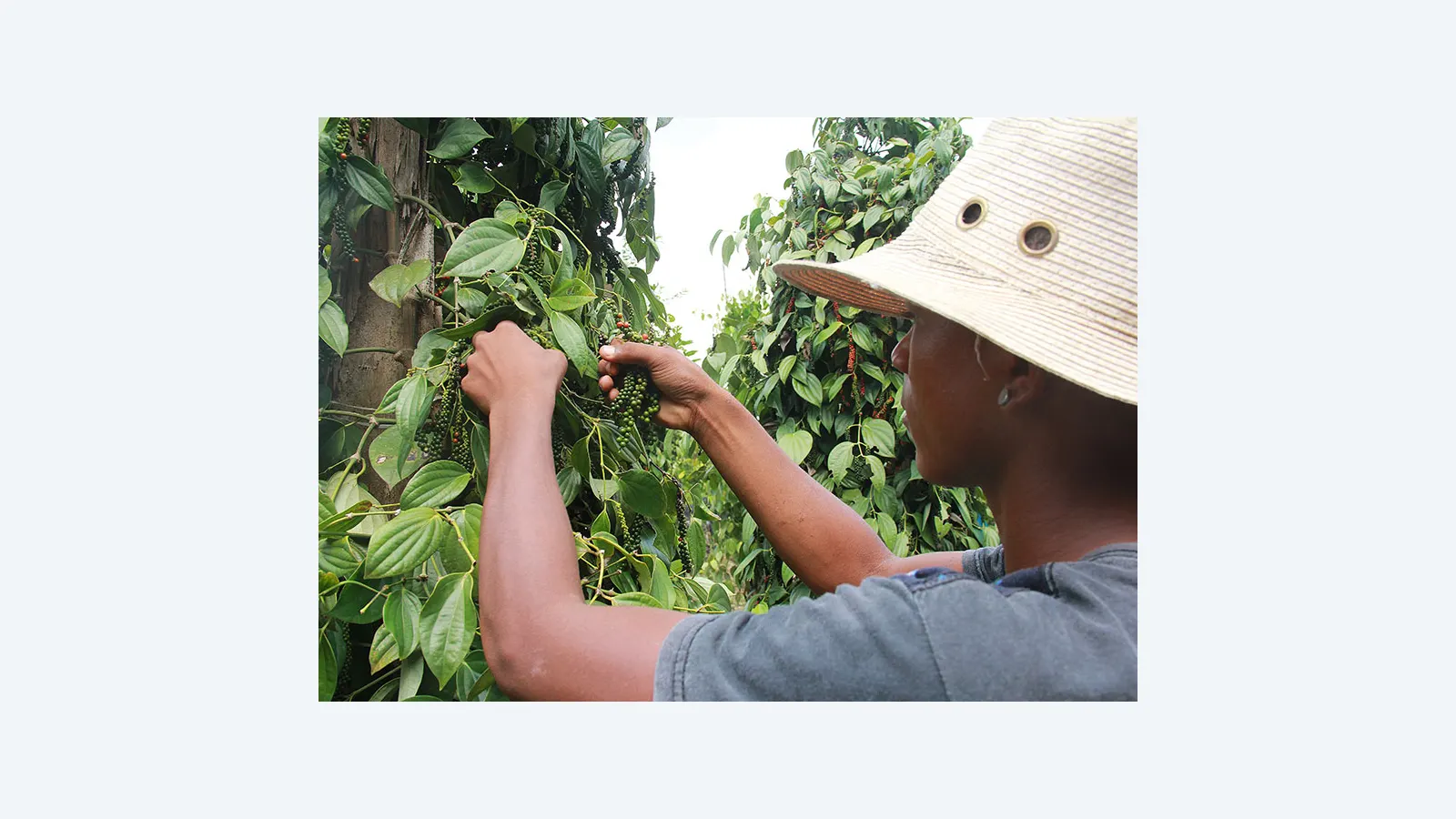 Bactérias aumentam o crescimento e enraizamento da pimenta-do-reino