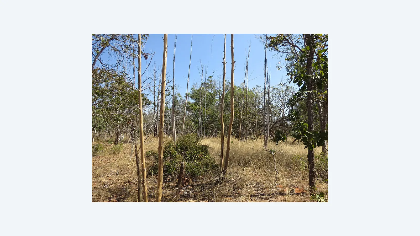 IA mapeia abandono de terras agrícolas no Cerrado de Minas Gerais