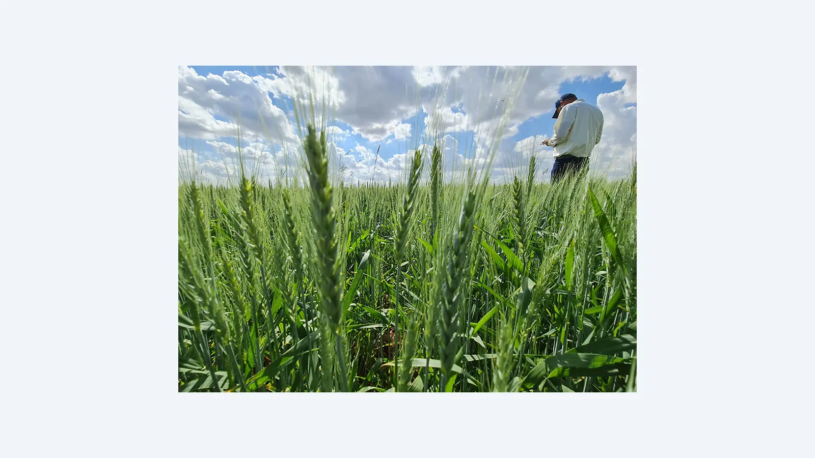 Embrapa lança plataforma inovadora para a cadeia do trigo no Brasil