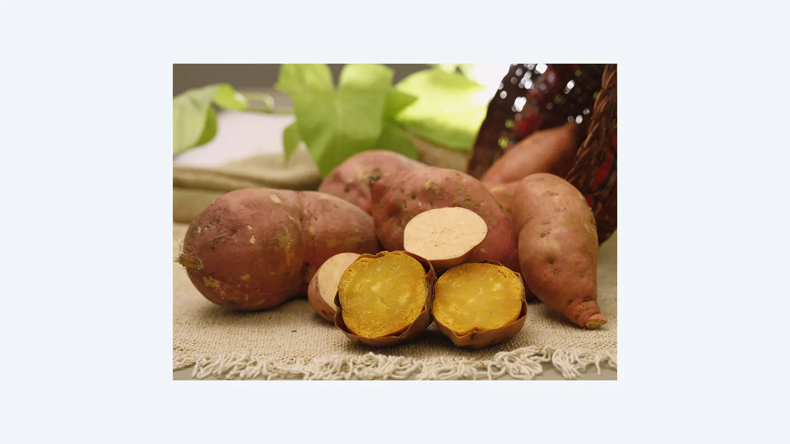 Embrapa lança batata-doce BRS Prenda com alta produtividade e valor nutricional