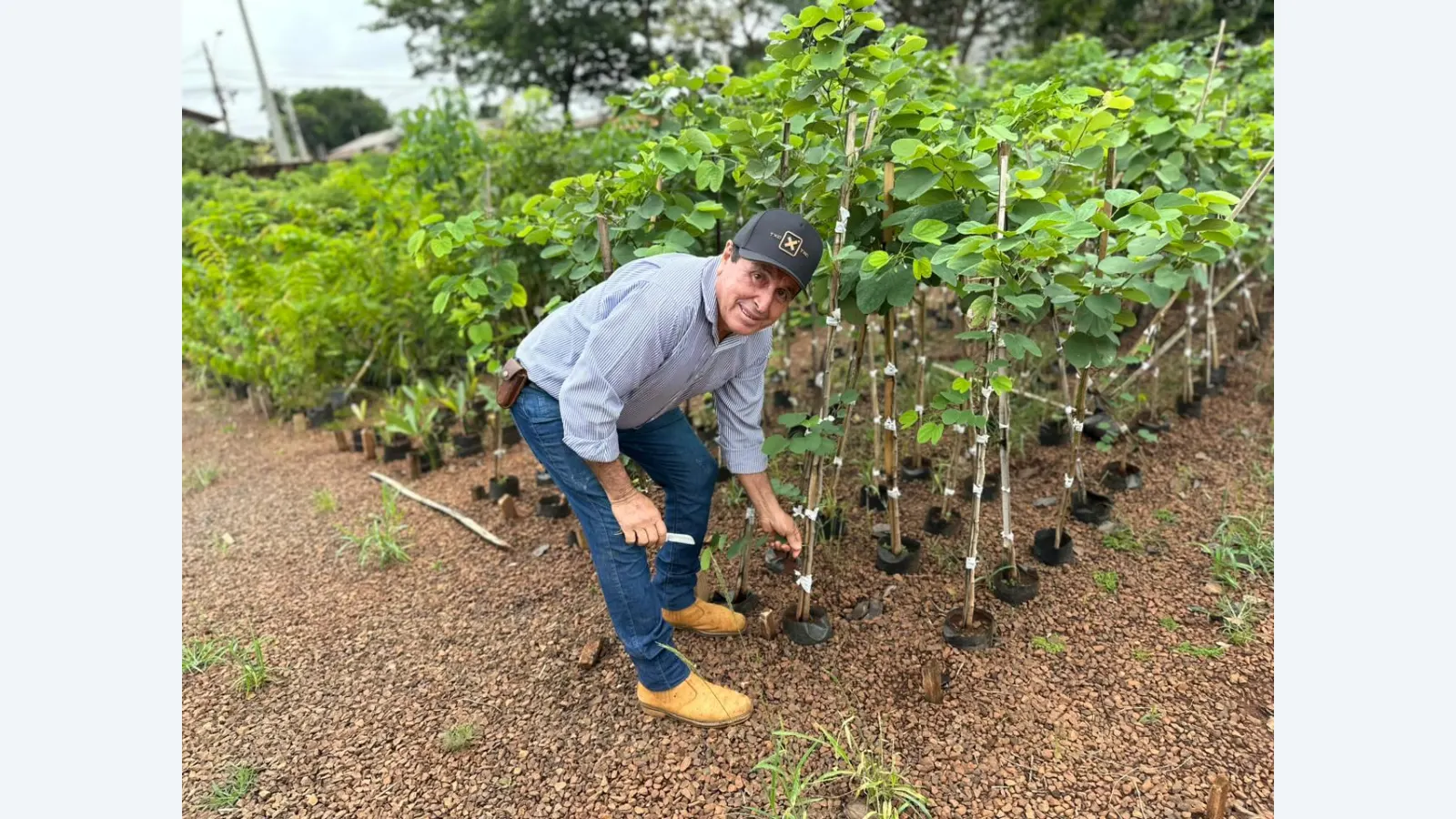 Transformando Sementes em Vida: O Papel do Viveiro Municipal de Campo Grande