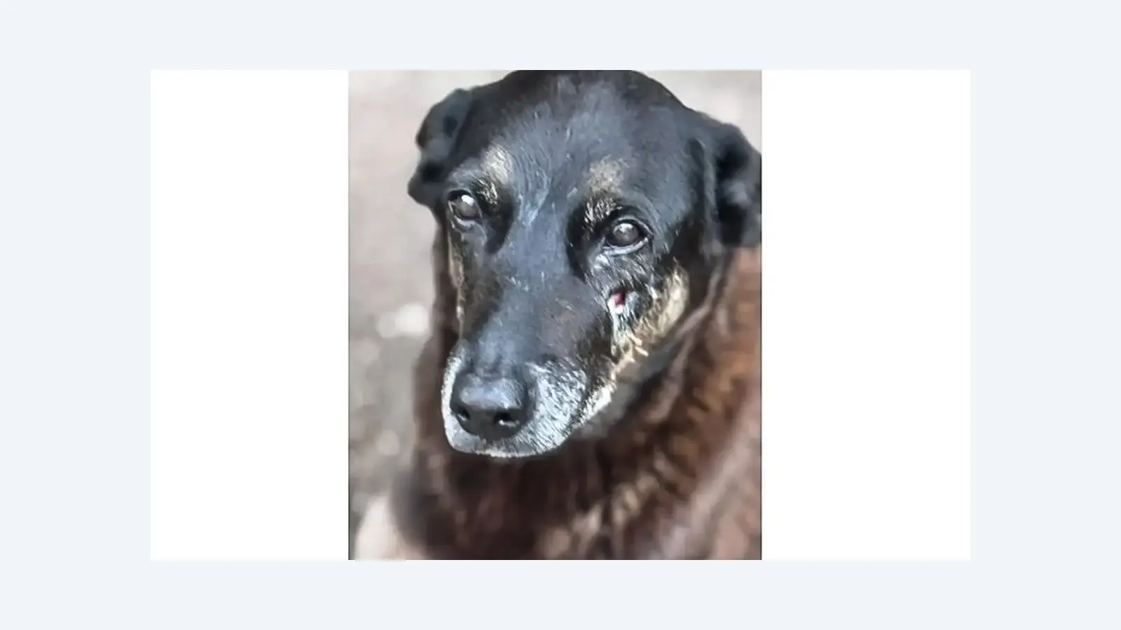 Hospital Veterinário Municipal de São Paulo passa a funcionar 24 horas