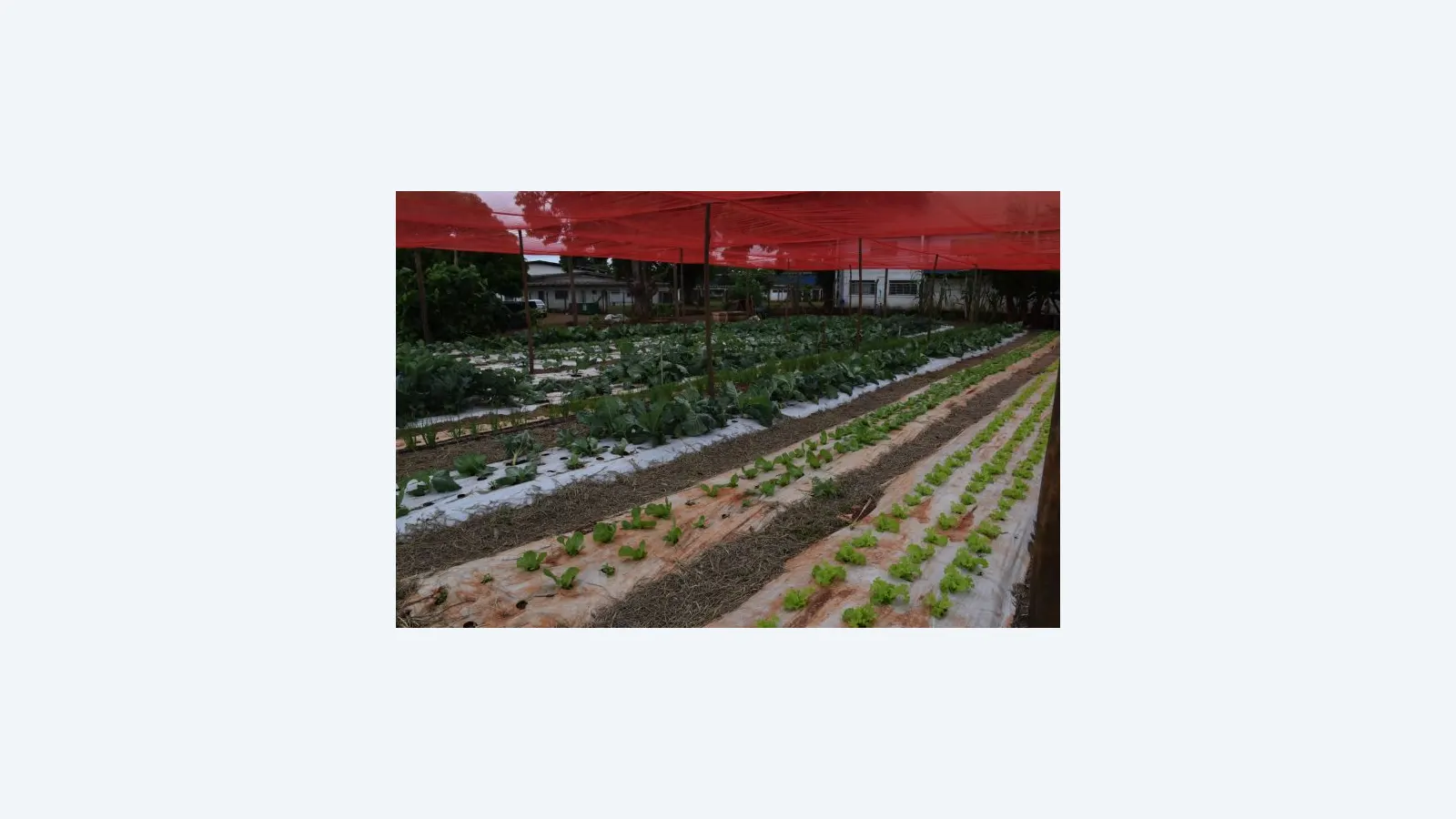 Inovação no Campo: Jovens de MS Usam Tecnologia para Transformar a Agricultura