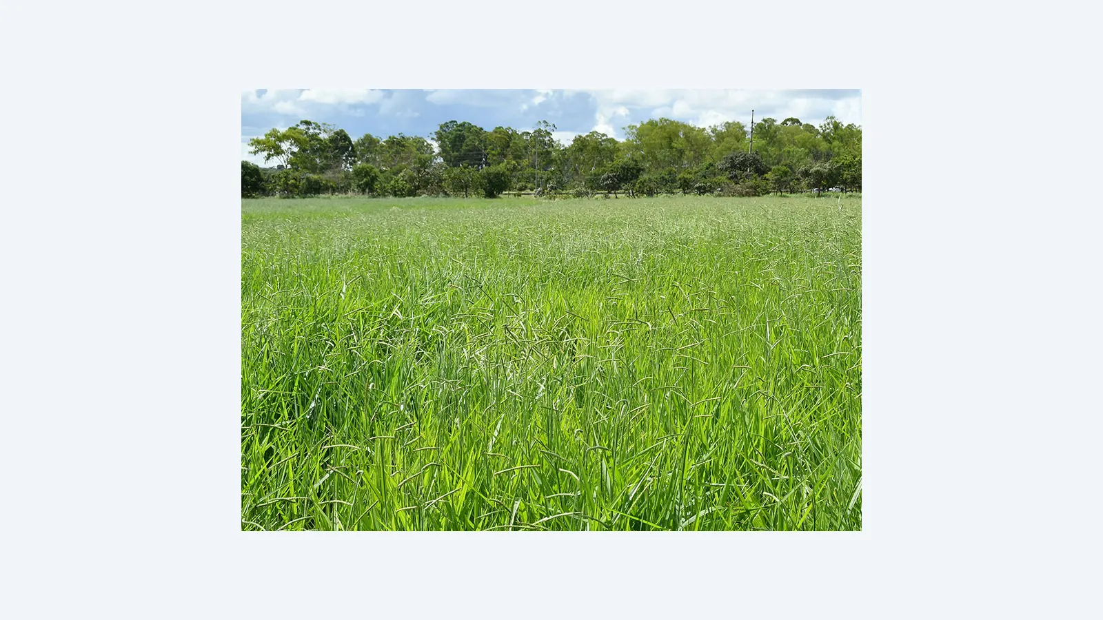 Embrapa lança BRS Carinás, nova braquiária para incrementar a pecuária no Cerrado