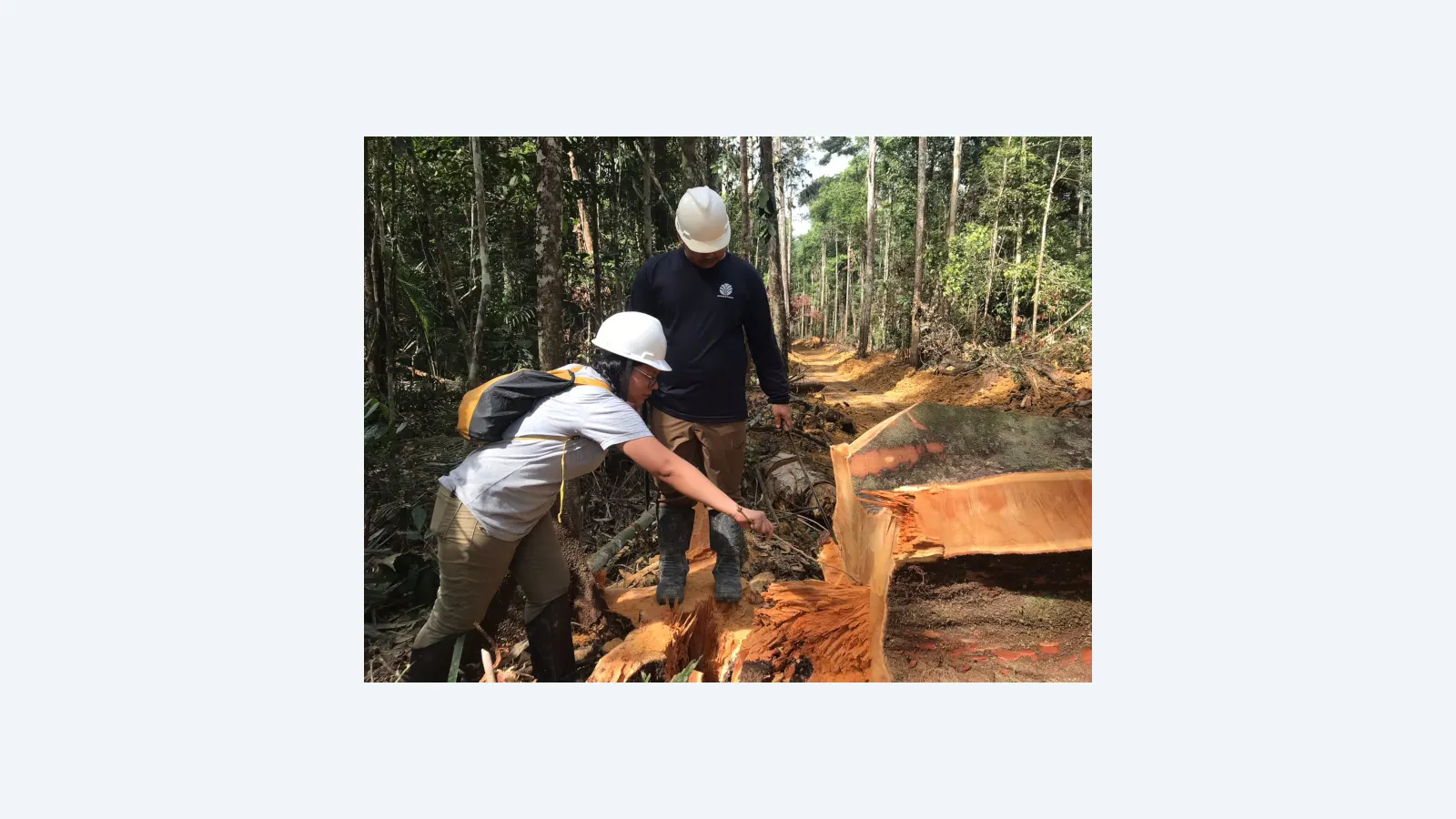 Análise Isotópica: Nova Ferramenta no Combate ao Comércio Ilegal de Madeira na Amazônia