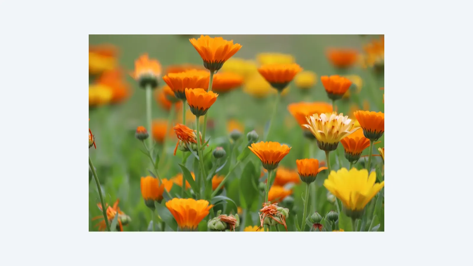 Bagaço de Uva se Torna Biofertilizante para Flores Comestíveis