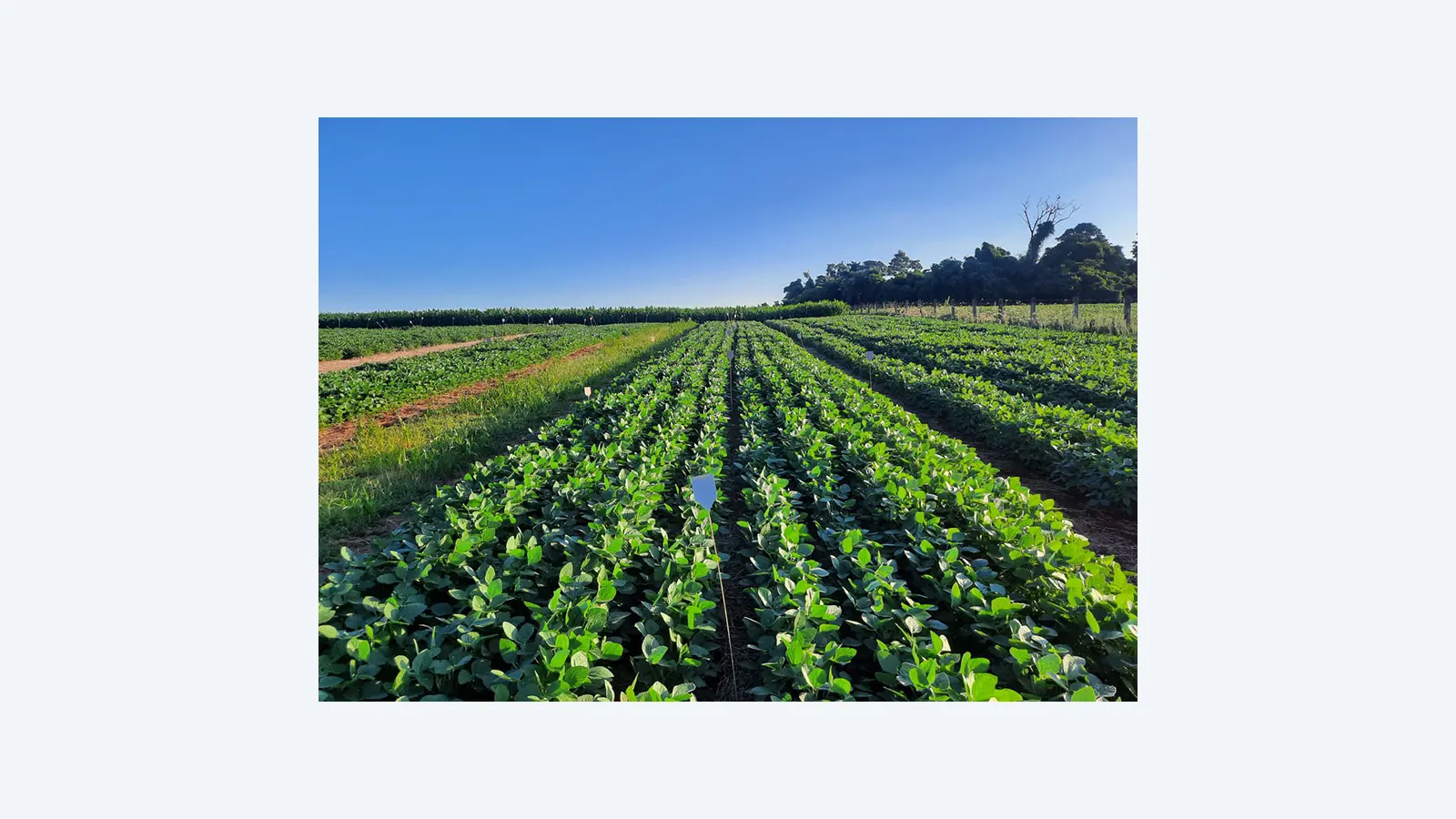 Estruvita: O Fertilizante Sustentável que Promete Revolucionar a Agricultura Brasileira