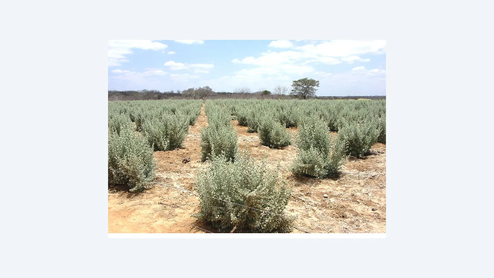 Estudo revela potencial de arqueias para aumentar tolerância do milho à salinidade