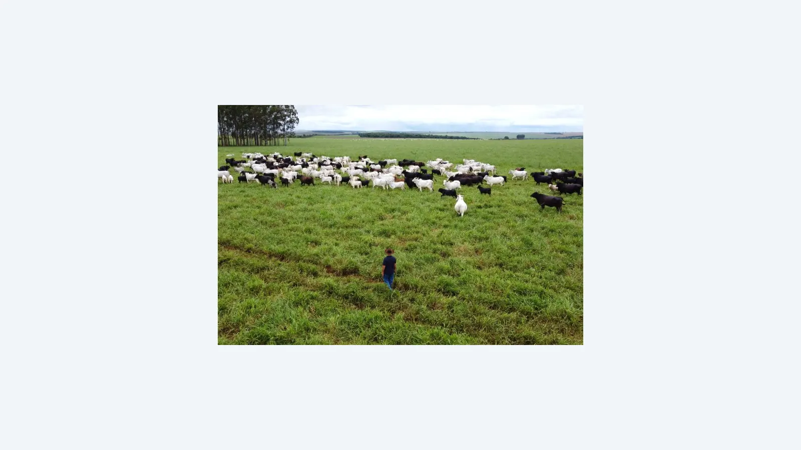 Agronegócio de Mato Grosso do Sul lidera crescimento e inovação em 2025