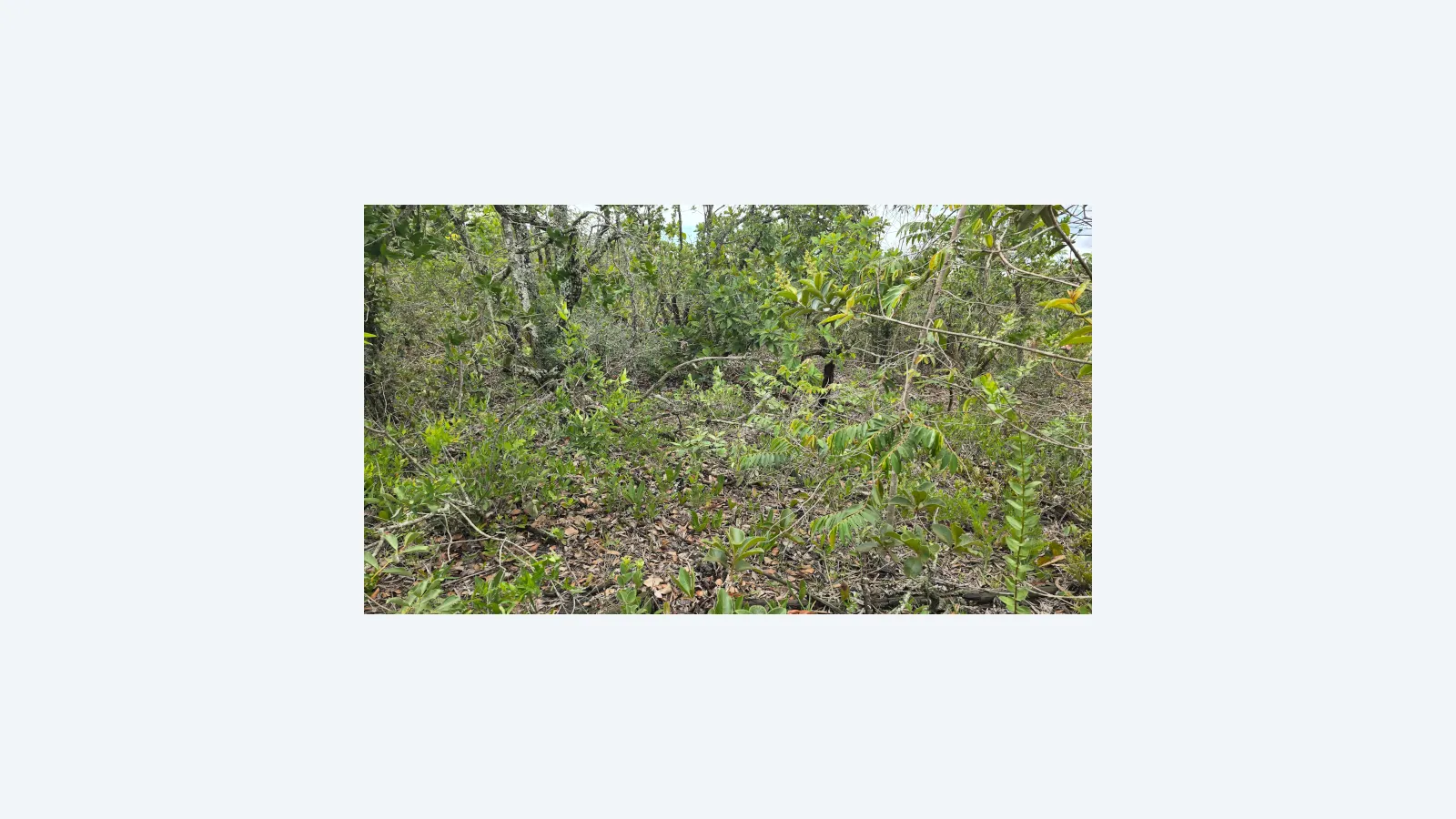 Cerrado em Risco: Avanço de Árvores Causa Morte de Plantas Rasteiras