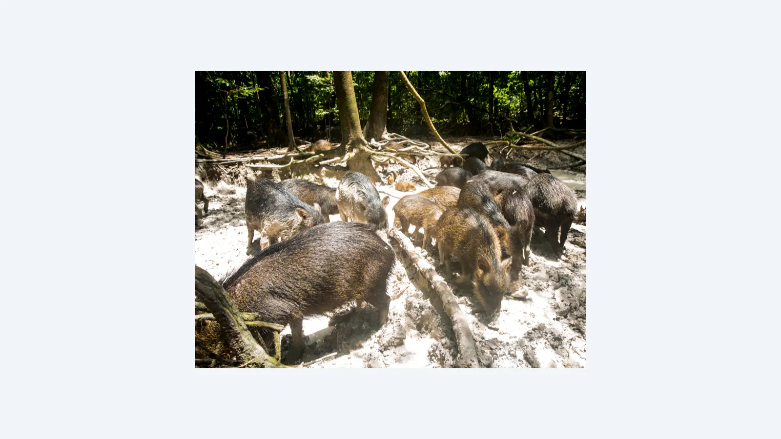 Grandes mamíferos da Mata Atlântica aumentam fertilidade do solo