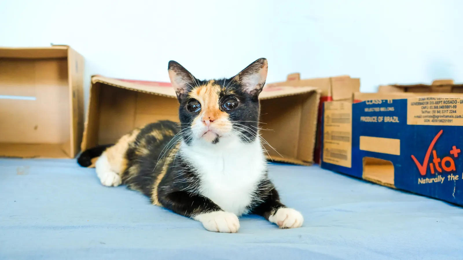 Atendimento Veterinário Gratuito em Campo Grande: Consultório Móvel da Subea na Praça Santo Antônio