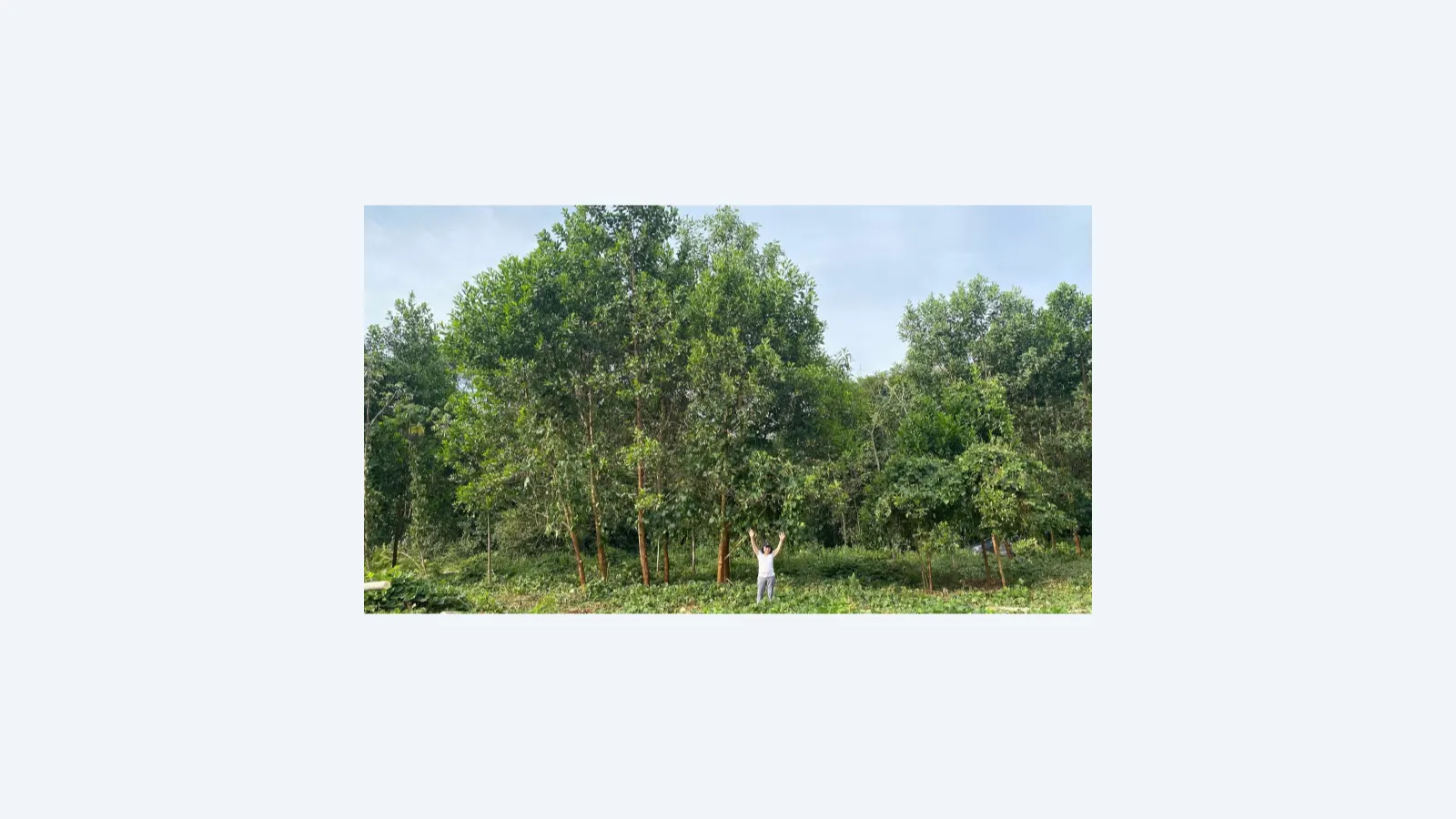 Terra preta da Amazônia potencializa crescimento de árvores em até 88%